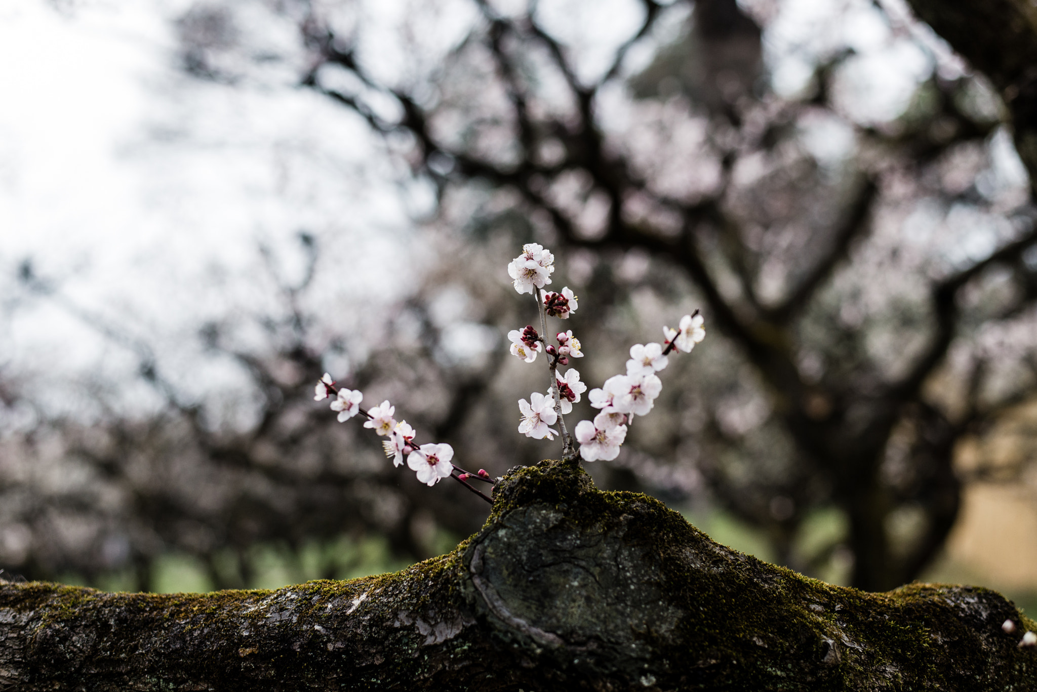 Nikon D600 + Nikon AF-S Nikkor 50mm F1.8G sample photo. Japanese plum photography