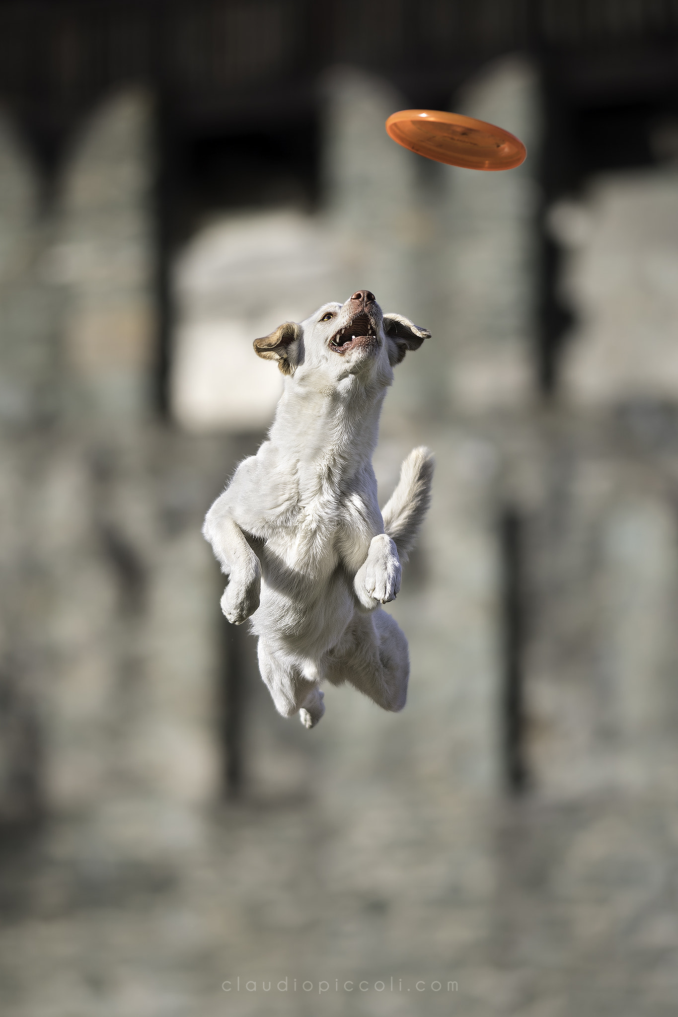 Nikon AF-S Nikkor 300mm F2.8G ED-IF VR sample photo. Flying dog at the castle photography