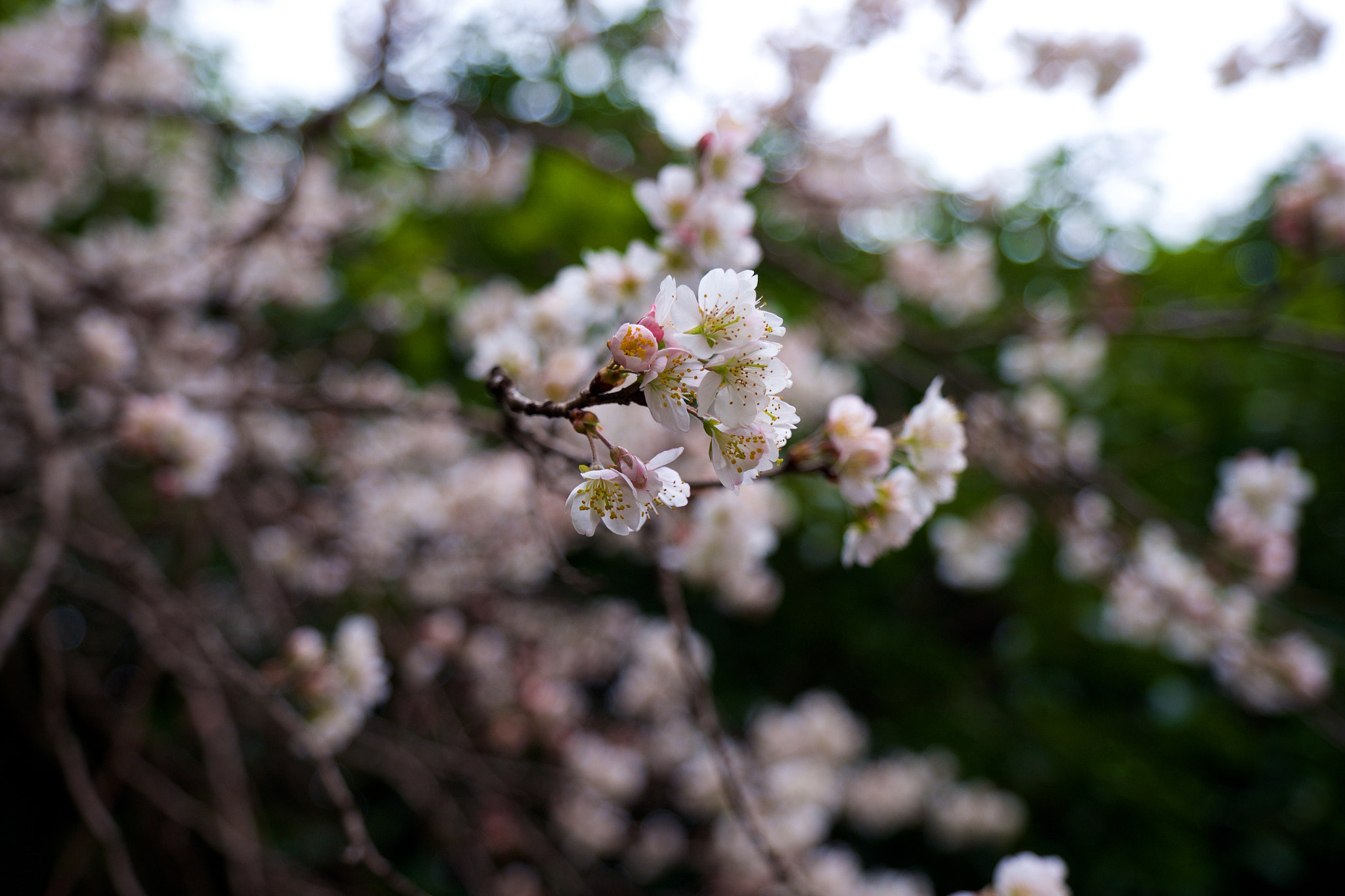 Fujifilm X-T1 + Fujifilm XF 16-55mm F2.8 R LM WR sample photo. 蠡湖公园门口的早樱 photography