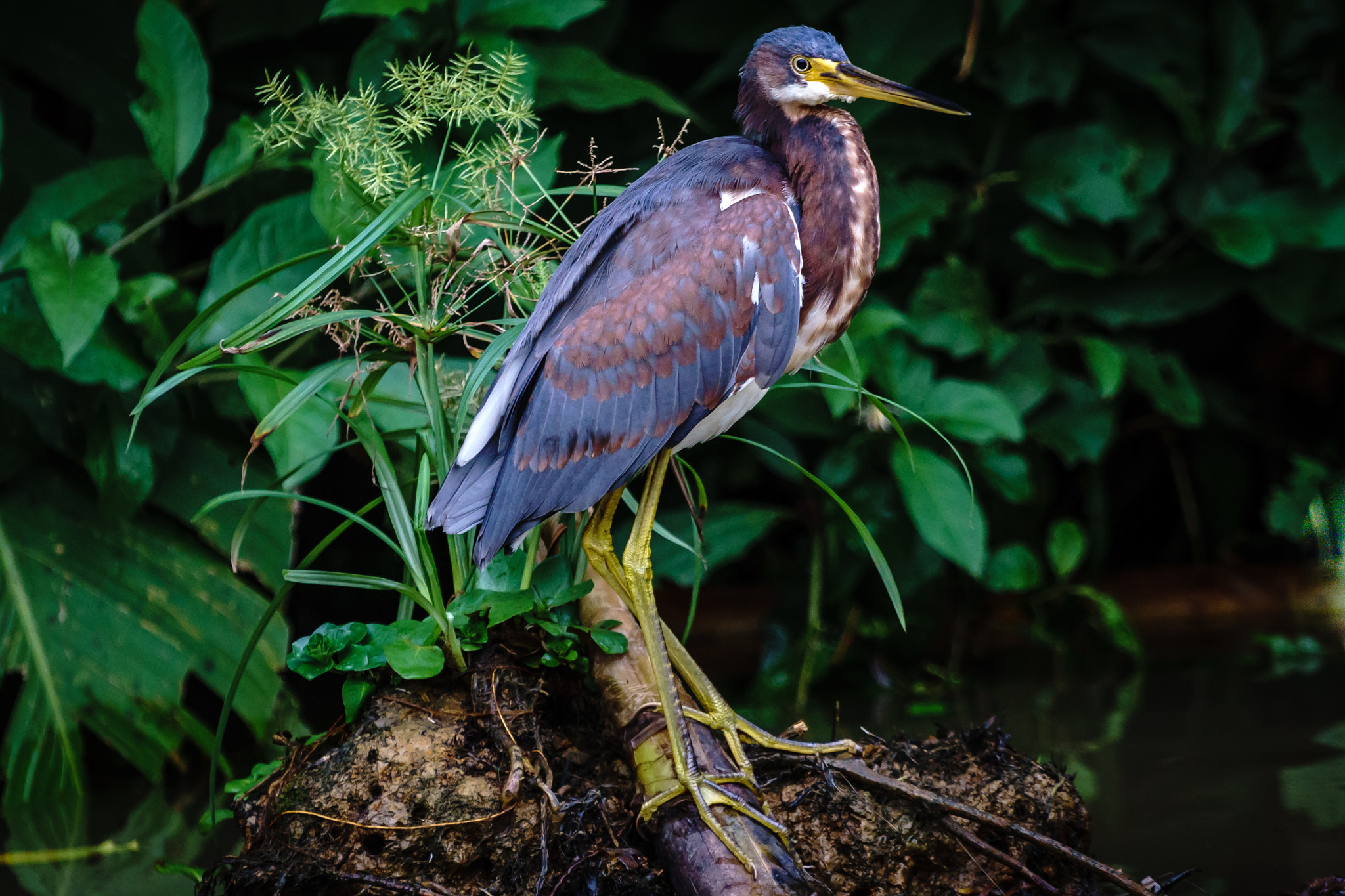 Sony a6000 + Sony FE 70-200mm F4 G OSS sample photo. Tortuguero canals, costa rica photography