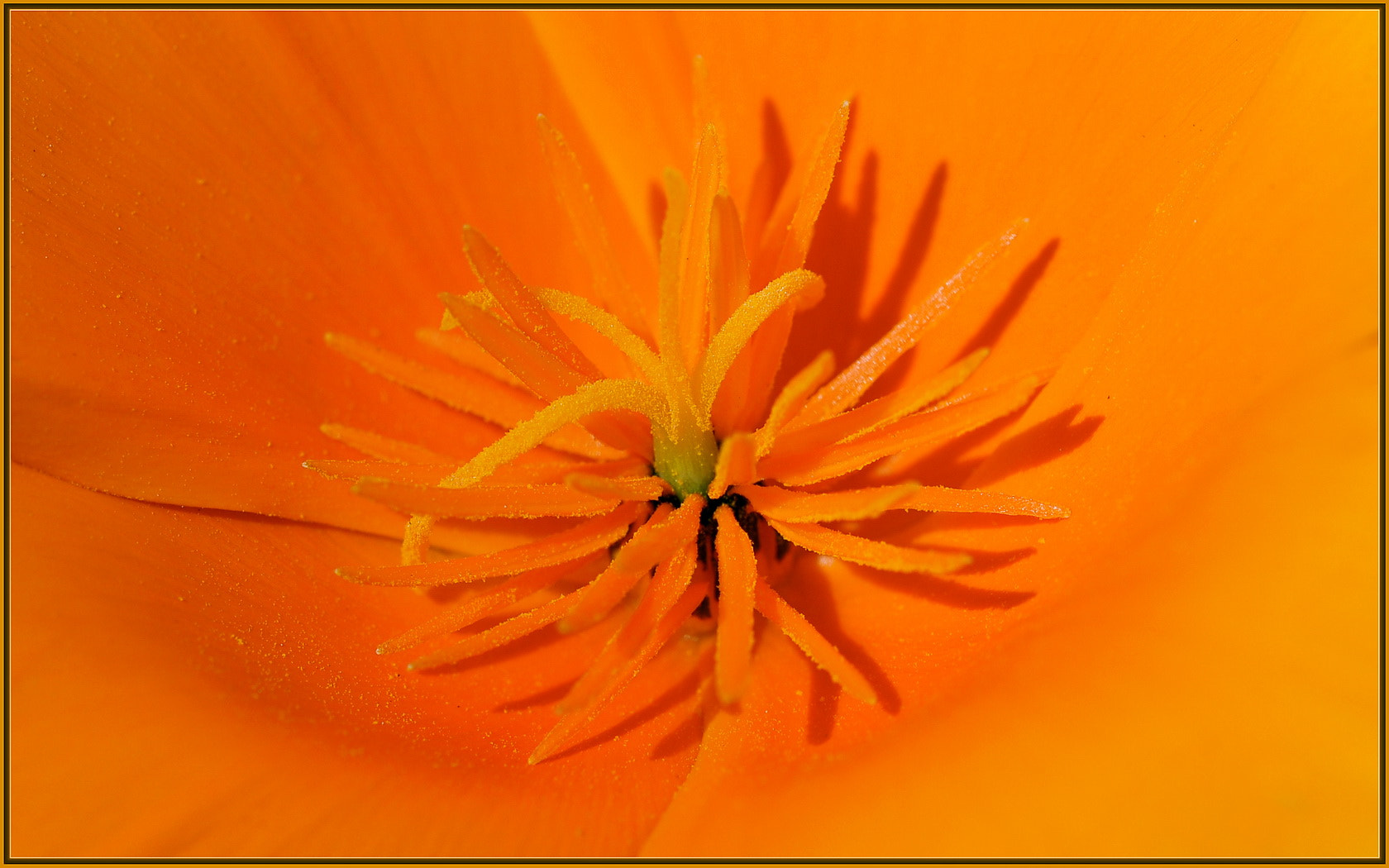 Sigma 105mm F2.8 EX DG OS HSM sample photo. Fresh golden poppy pollen photography