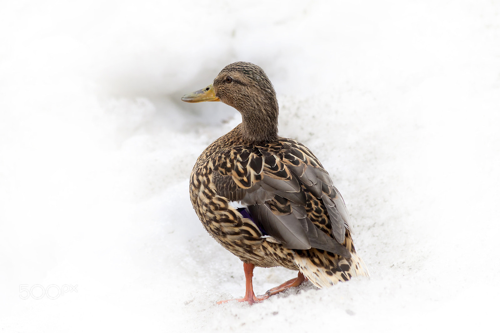 Canon EF 70-300mm F4-5.6 IS USM sample photo. Duck on the snow photography