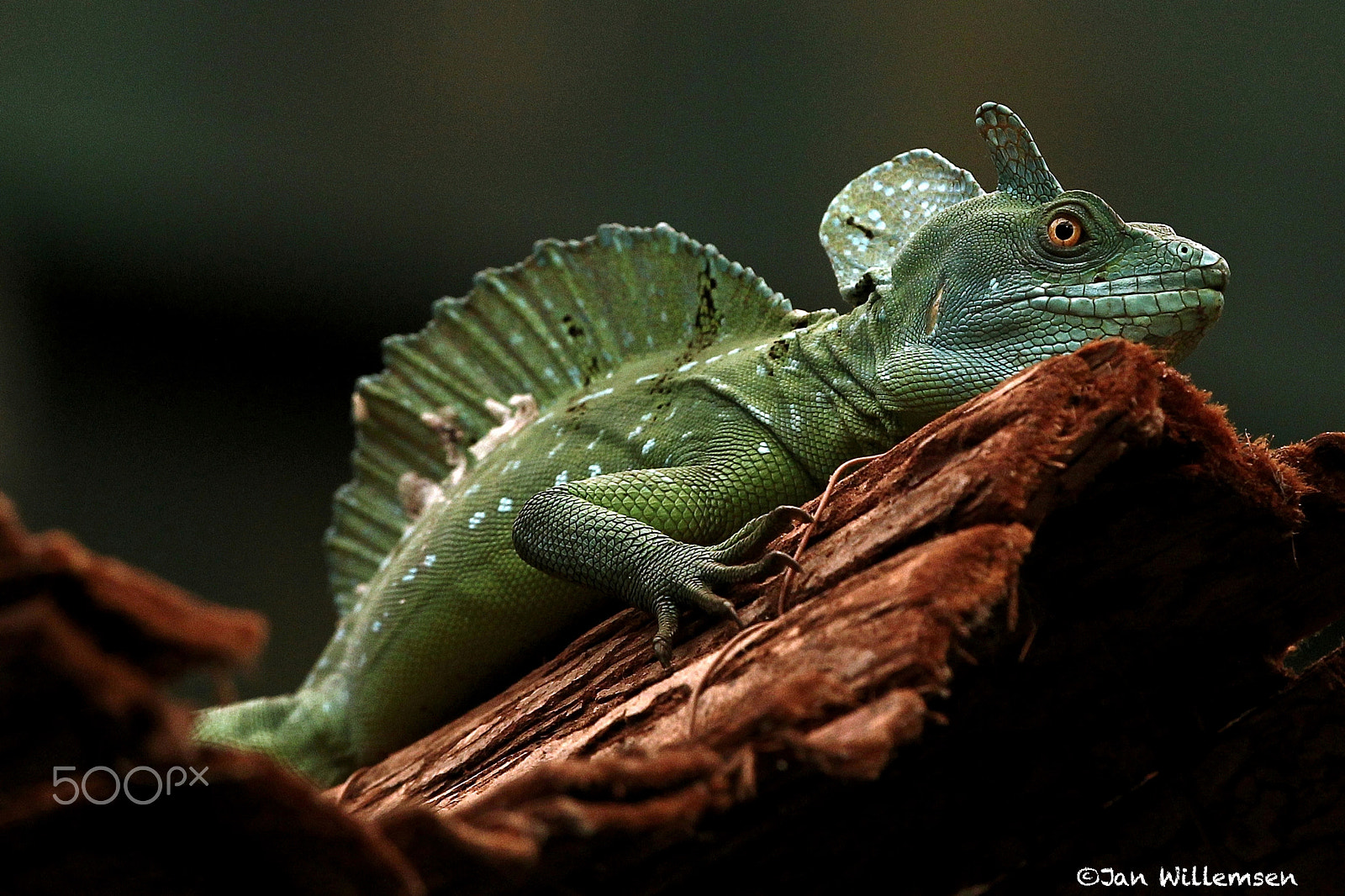 Canon EOS-1D Mark IV sample photo. Basilisk photography