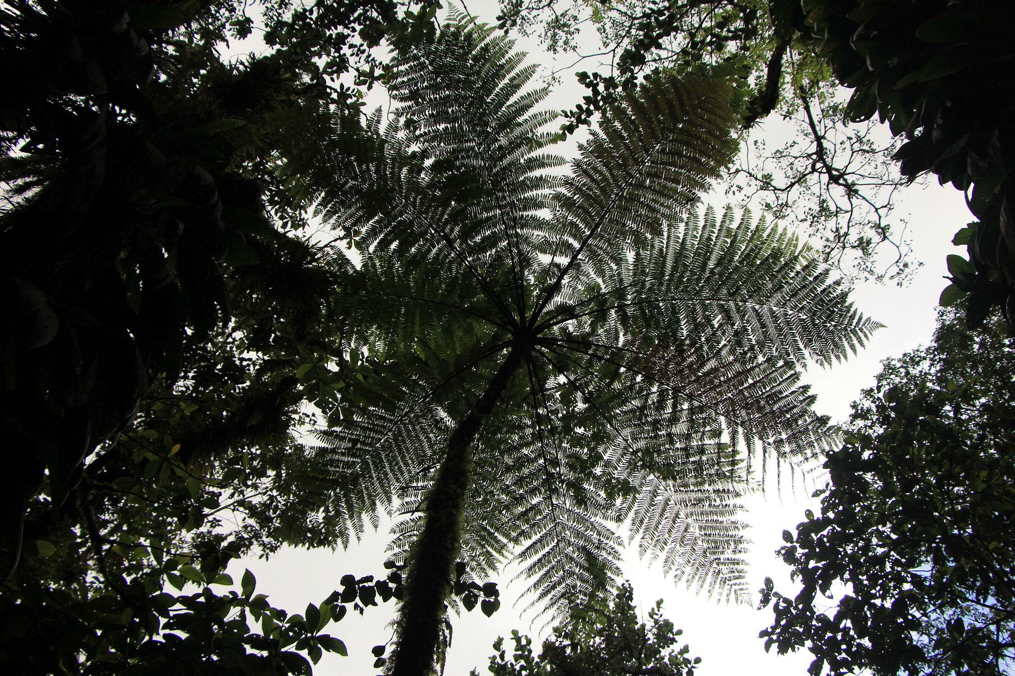 Canon EOS 550D (EOS Rebel T2i / EOS Kiss X4) sample photo. Under the canopy photography