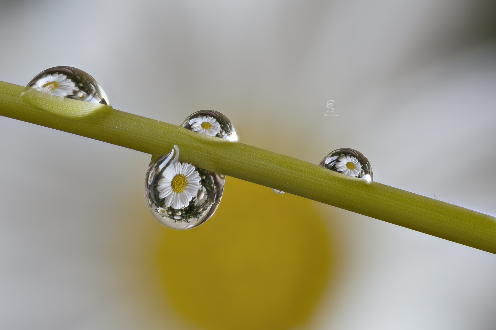 Sigma 105mm F2.8 EX DG OS HSM sample photo. Margherita nelle gocce photography