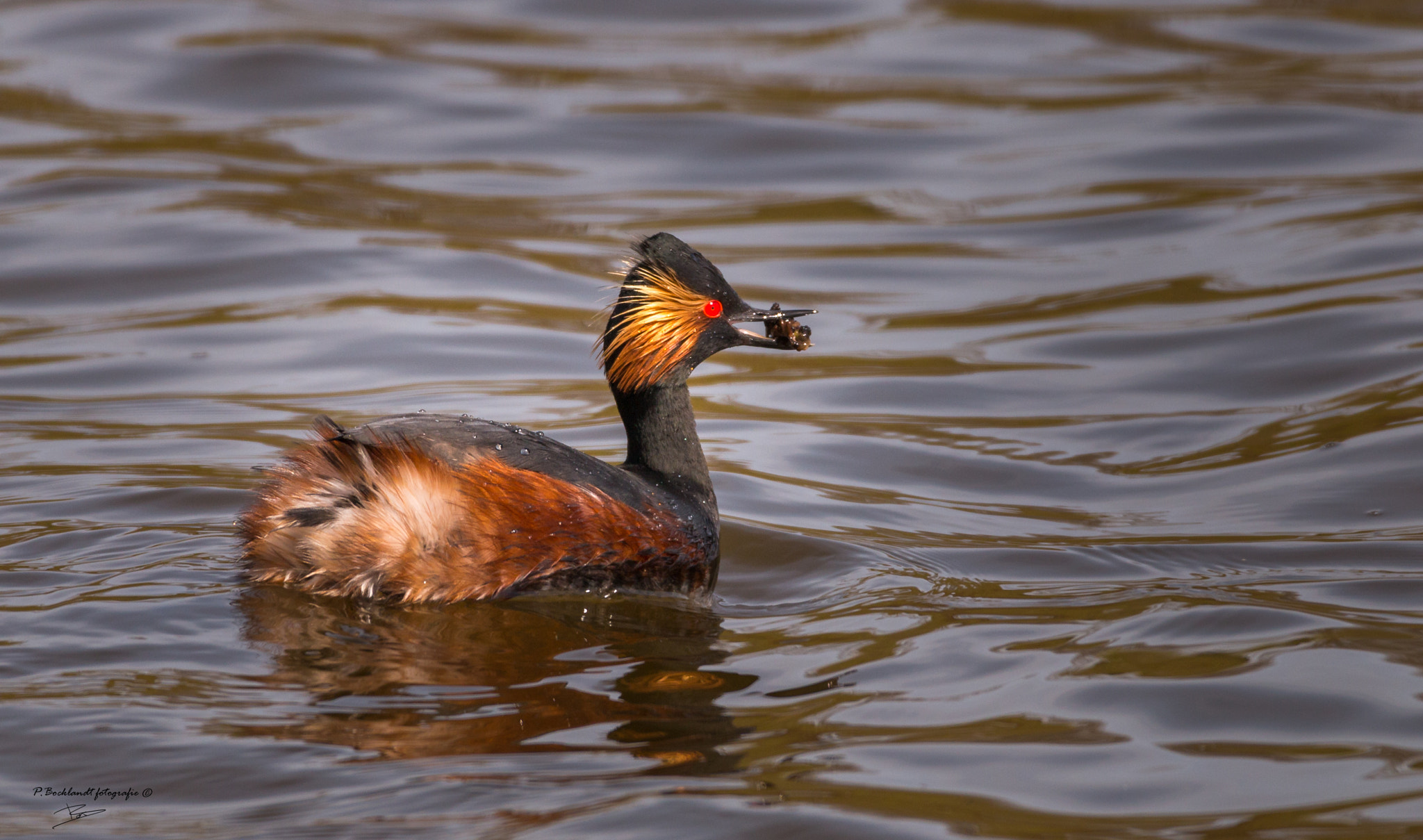 150-600mm F5-6.3 DG OS HSM | Contemporary 015 sample photo. Catch of the day. photography