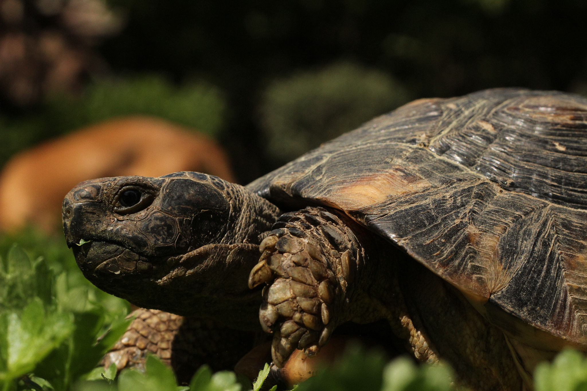 Canon EOS 1200D (EOS Rebel T5 / EOS Kiss X70 / EOS Hi) + Canon EF 50mm F1.8 II sample photo. Turtle photography