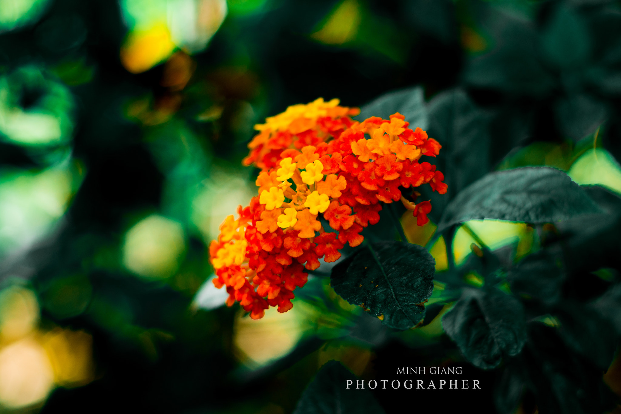 Nikon D7100 + Nikon AF Nikkor 50mm F1.8D sample photo. Hoa ngũ sắc photography