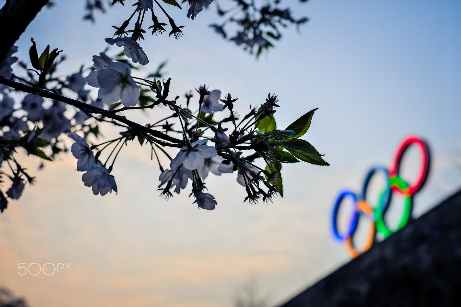 Fujifilm X-Pro2 sample photo. Cherry blossoms at dusk photography