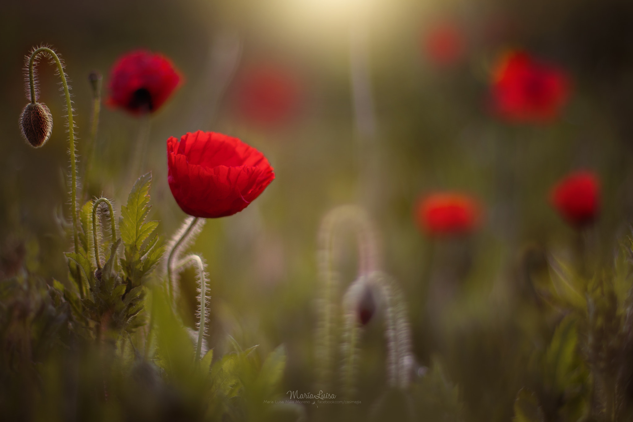 Canon EOS 80D + Canon EF 50mm F1.4 USM sample photo. Beautiful dawn photography