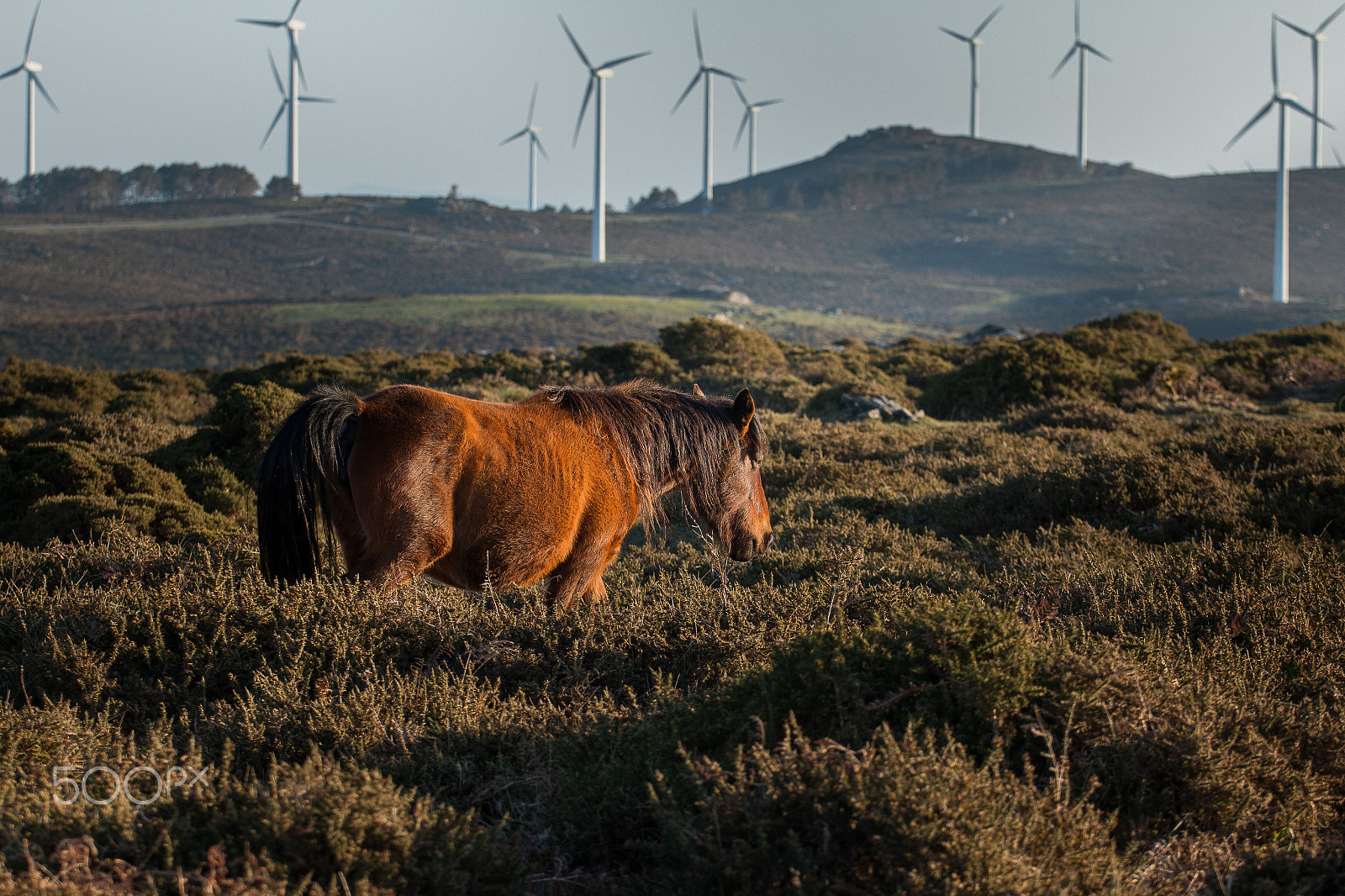 Canon EOS 70D + Canon EF 70-200mm F4L USM sample photo. Walking in the wind photography