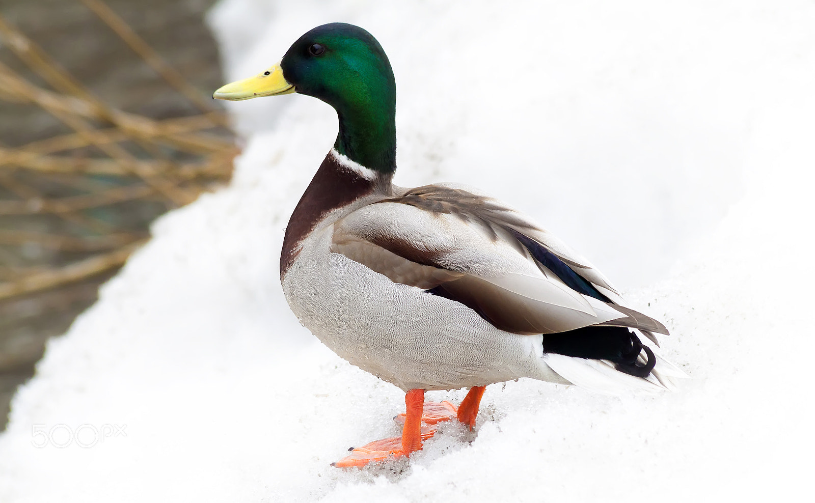 Canon EF 70-300mm F4-5.6 IS USM sample photo. Drake on a snowy bank photography