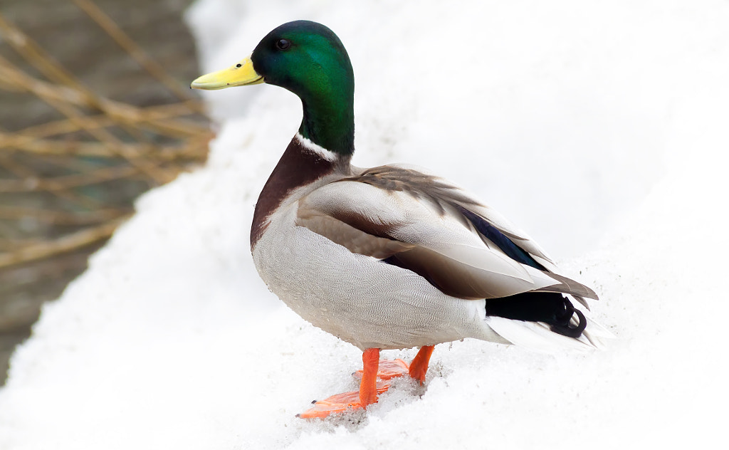 Drake on a snowy Bank by Nick Patrin on 500px.com