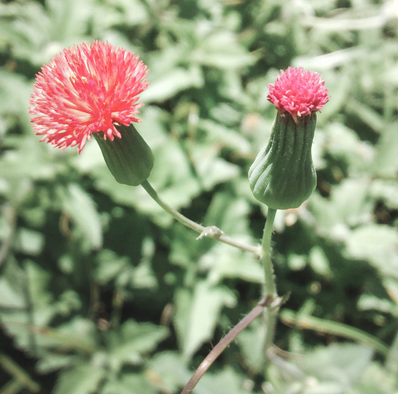 Motorola Moto G (1st Gen) sample photo. Red and green photography