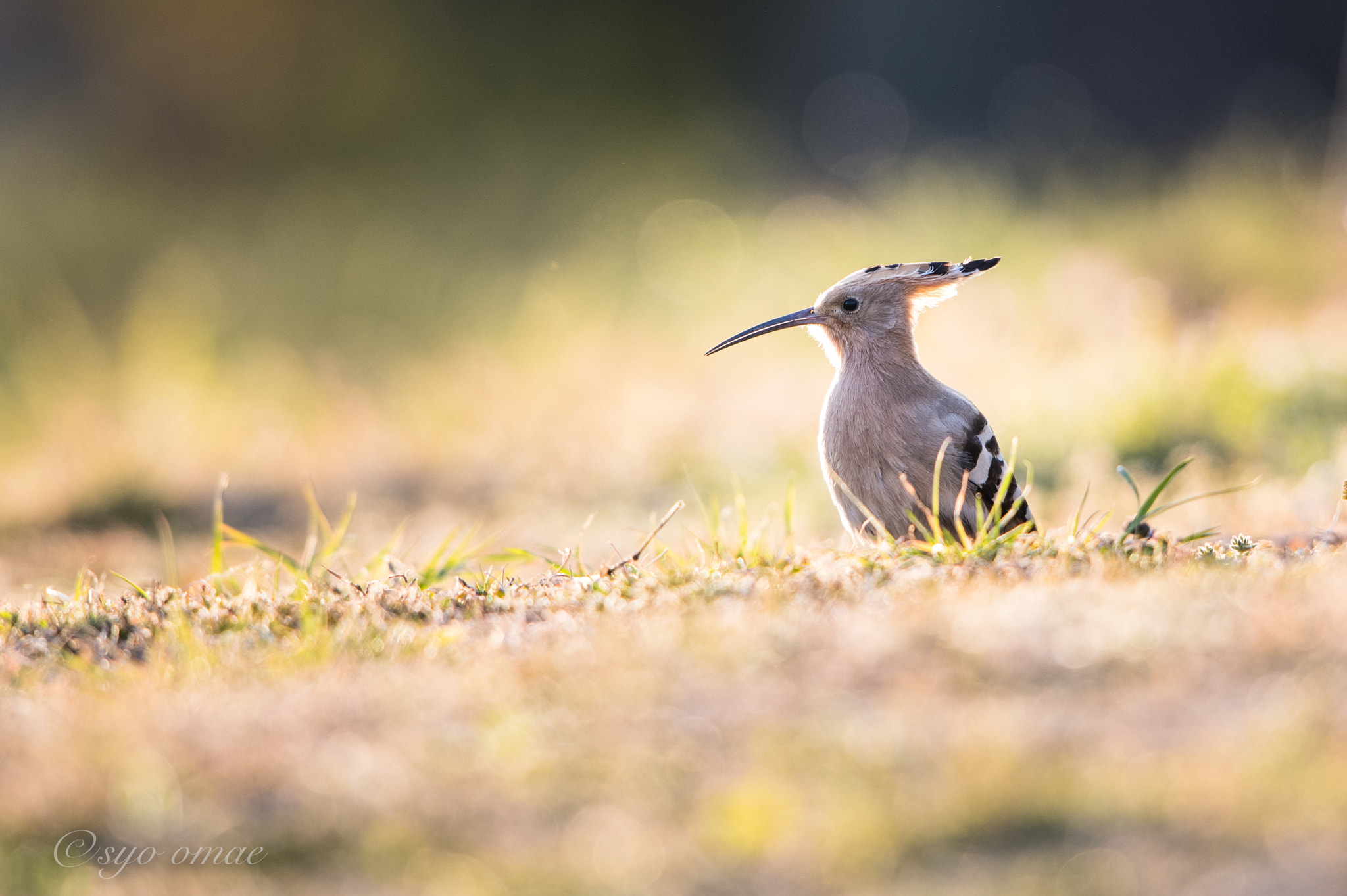 Nikon AF-S Nikkor 600mm F4G ED VR sample photo. Rare bird photography