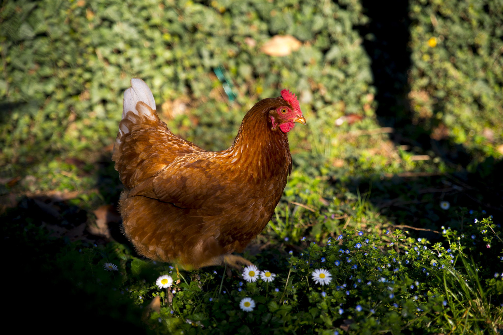 Nikon D800 + Tamron SP 24-70mm F2.8 Di VC USD sample photo. Coccode' - chicken photography