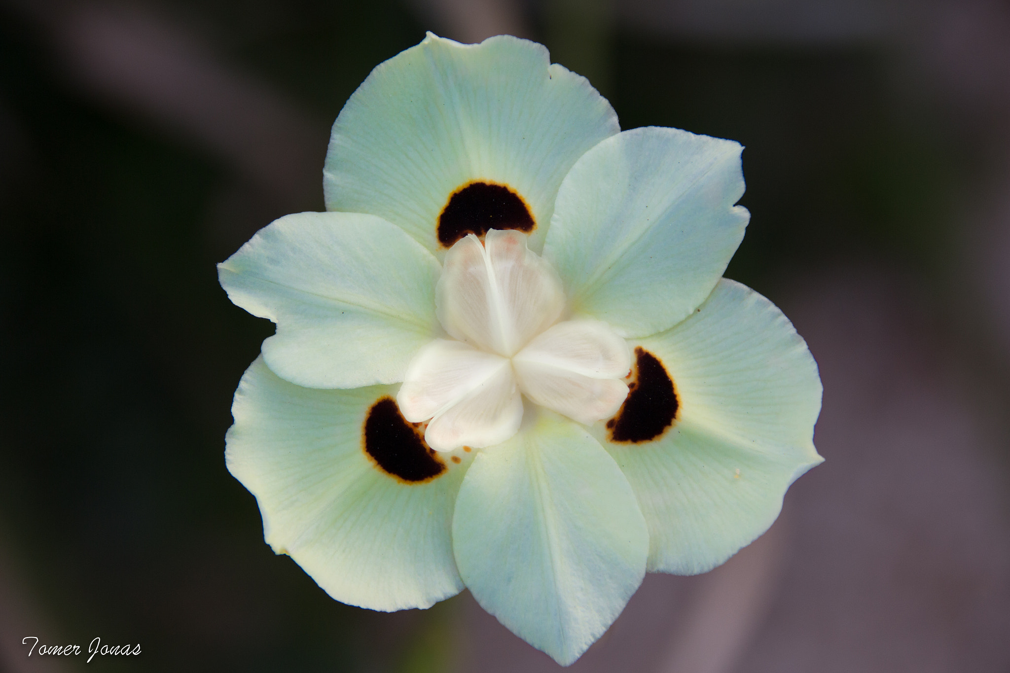Canon EF 75-300mm F4.0-5.6 IS USM sample photo. Close up photography
