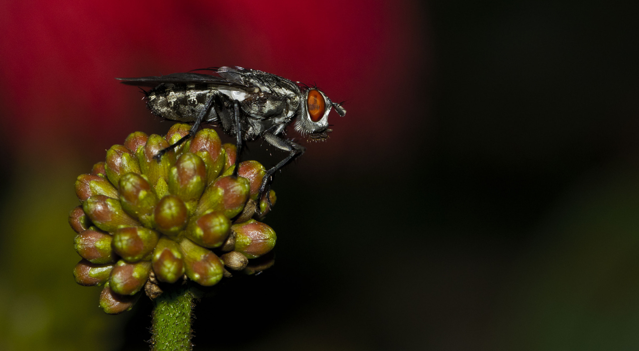 Canon EF 100mm F2.8L Macro IS USM sample photo. Img photography