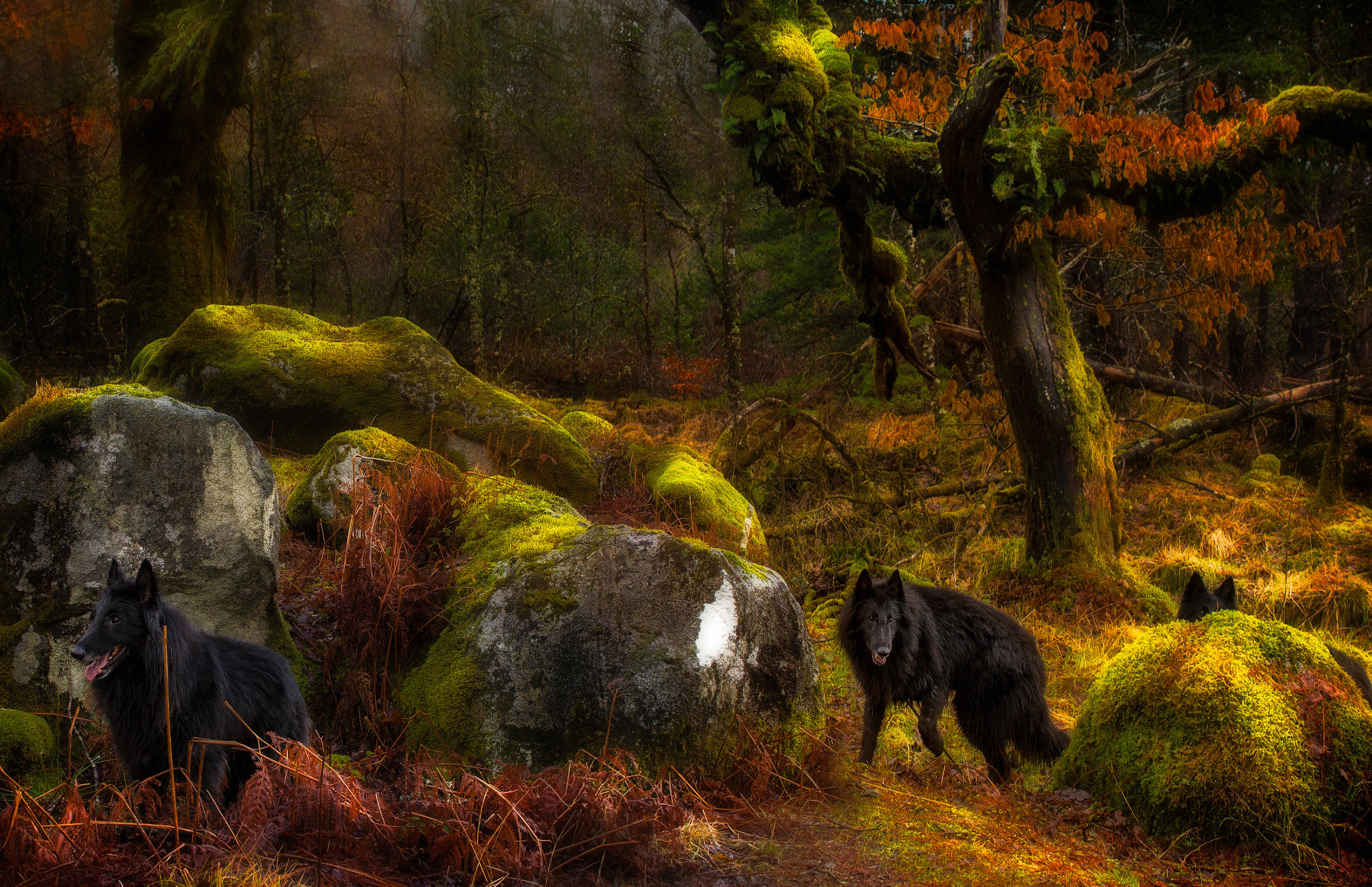 Sigma 24-70mm F2.8 EX DG Macro sample photo. Three dogs in ancient woodland photography