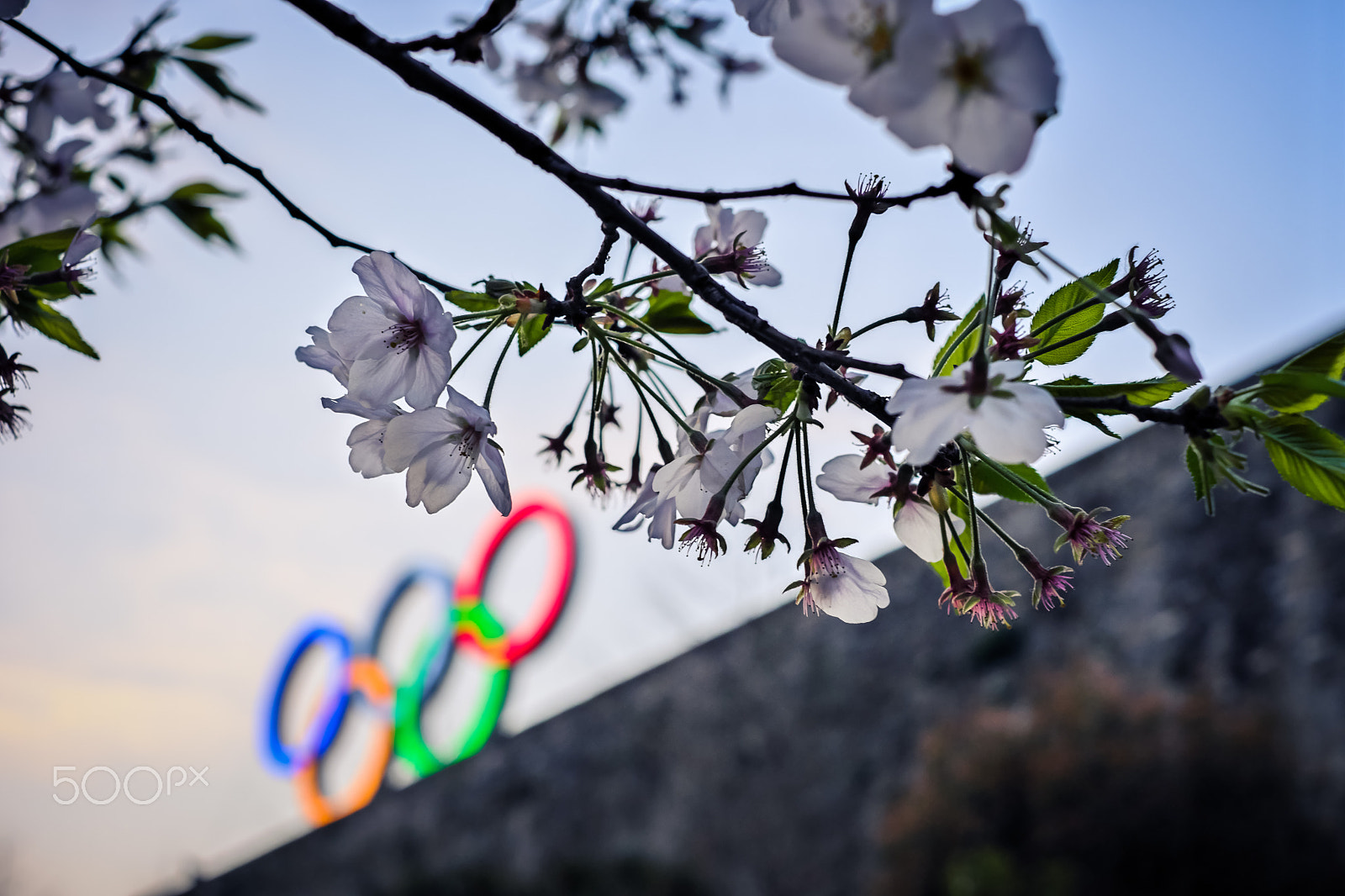 Fujifilm X-Pro2 sample photo. Cherry blossoms at dusk photography