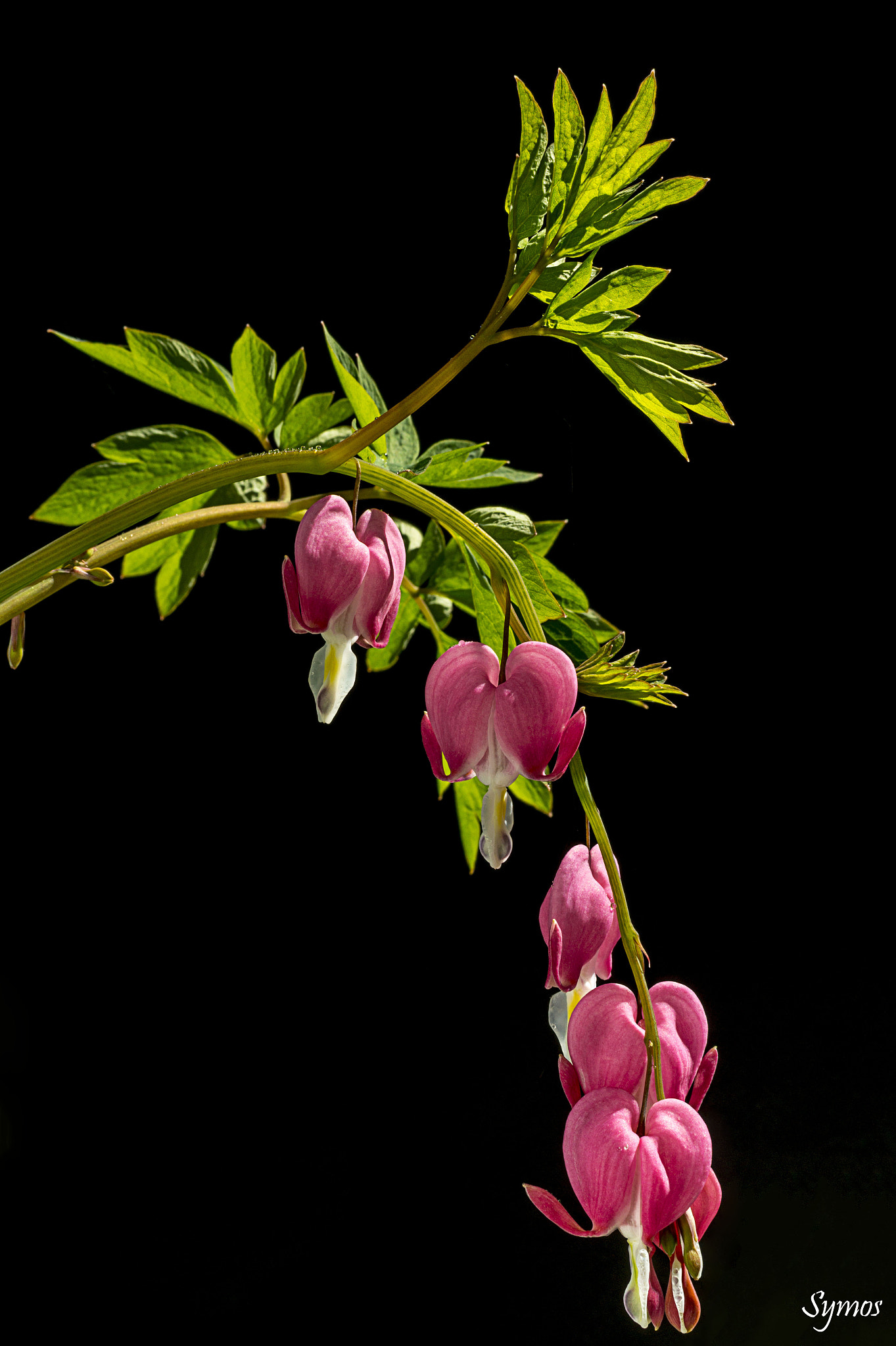 Sony SLT-A58 sample photo. Bleeding hearts photography