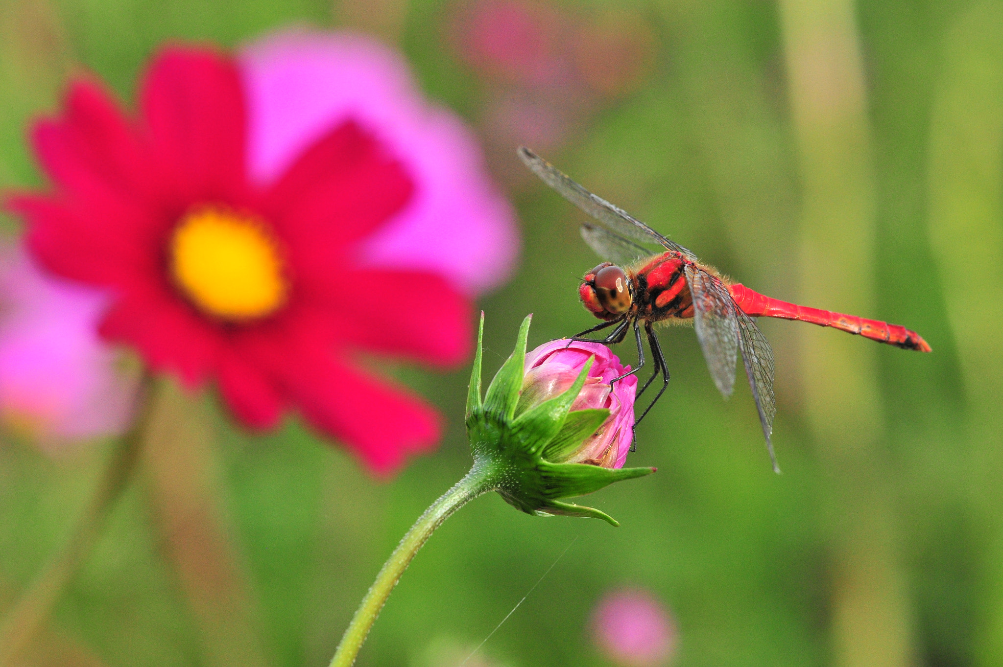 Nikon D3S + Nikon AF-S Micro-Nikkor 105mm F2.8G IF-ED VR sample photo. Red and red photography