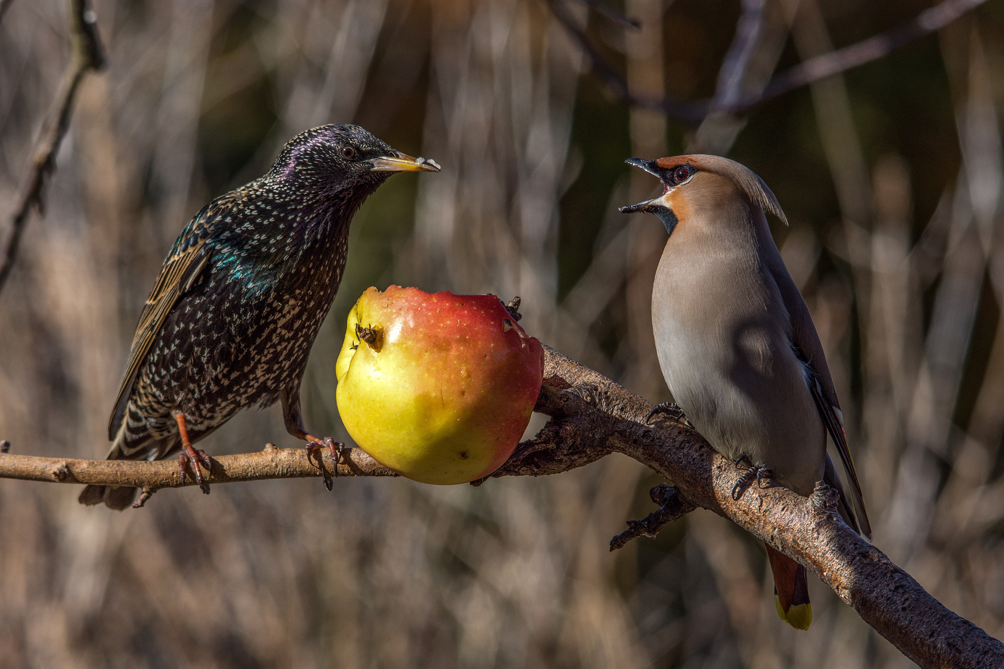 Sigma 150-500mm F5-6.3 DG OS HSM sample photo. Two smart fellows photography