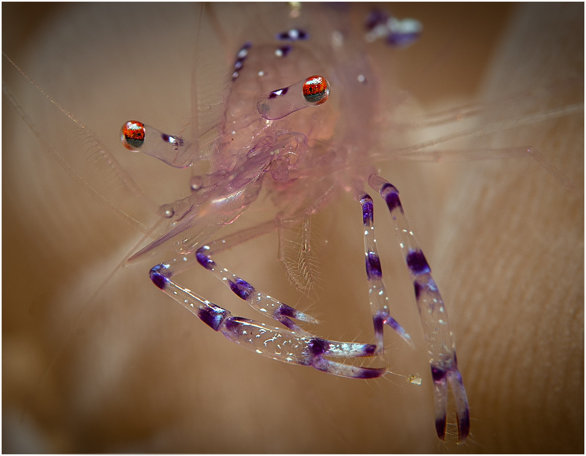 Nikon AF-S Micro-Nikkor 105mm F2.8G IF-ED VR sample photo. Red eyes photography