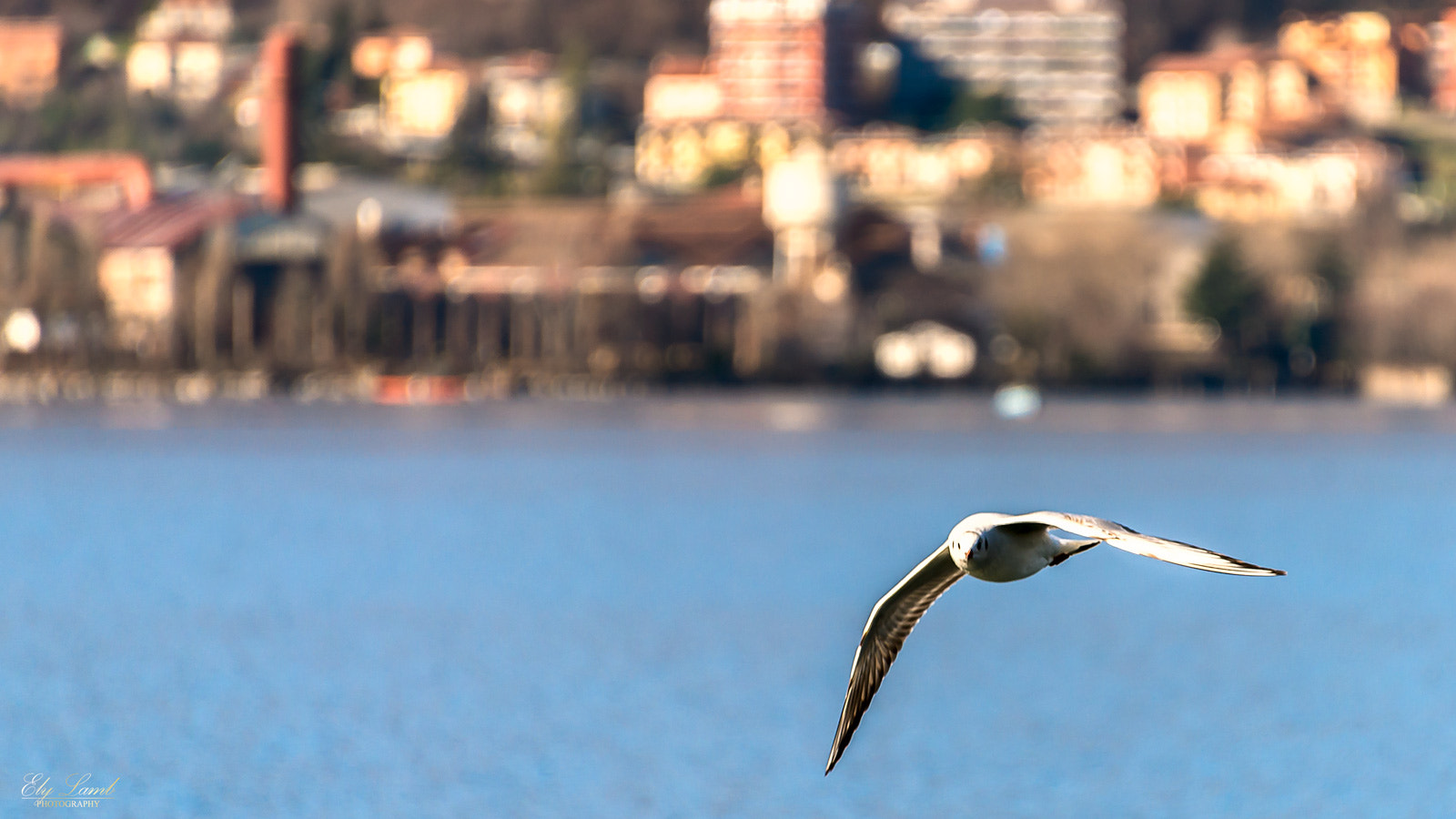 Nikon D800 sample photo. Fly photography