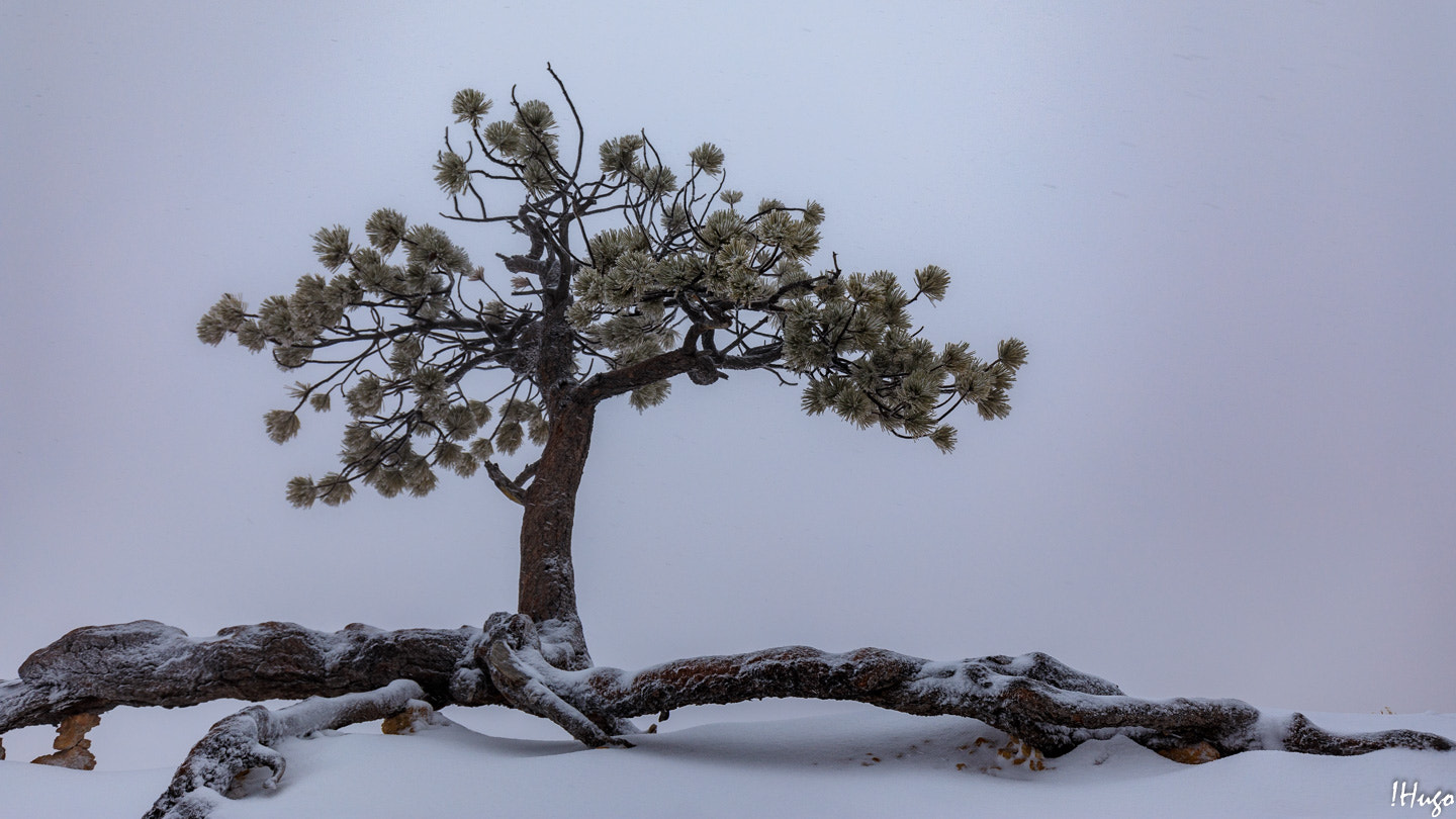 Canon EF 16-35mm F4L IS USM sample photo. Disrooted photography