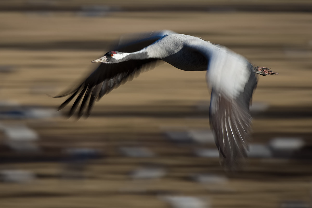 Canon EOS-1D X + Canon EF 500mm F4L IS USM sample photo. Common crane photography