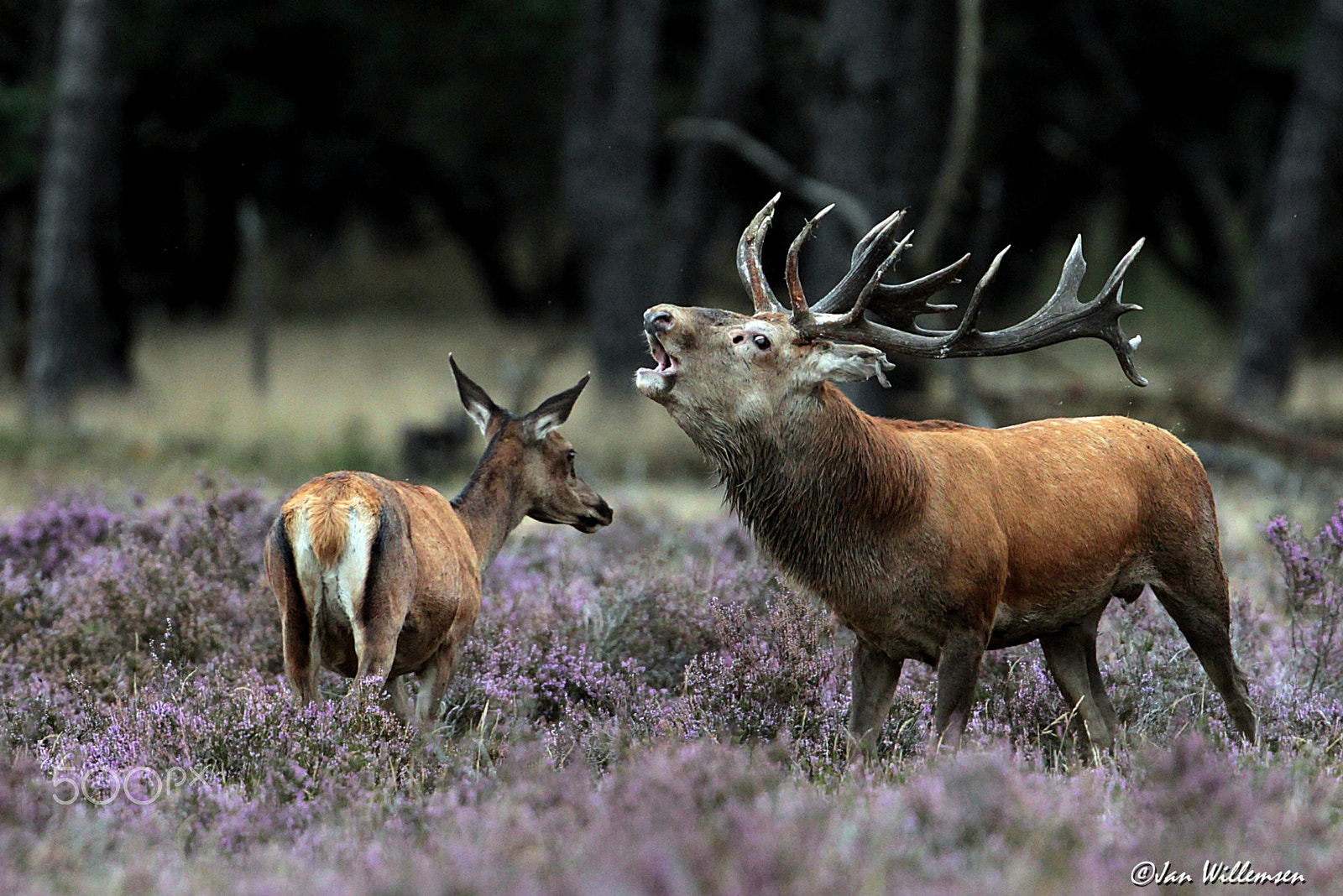 Canon EF 300mm F2.8L IS II USM sample photo. Red deer photography