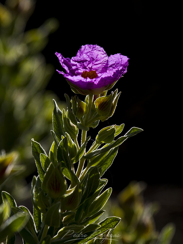 Canon EF 100-400mm F4.5-5.6L IS USM sample photo. Mg photography