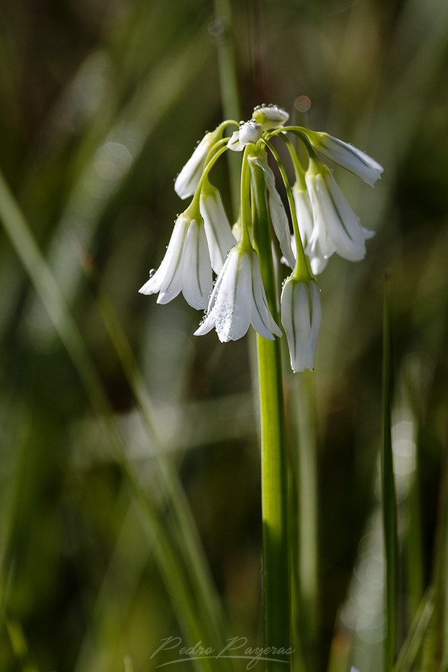 Canon EOS 70D + Canon EF 100-400mm F4.5-5.6L IS USM sample photo. Mg photography