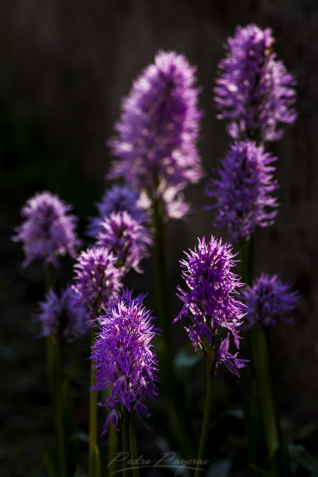 Canon EF 100-400mm F4.5-5.6L IS USM sample photo. Mg photography