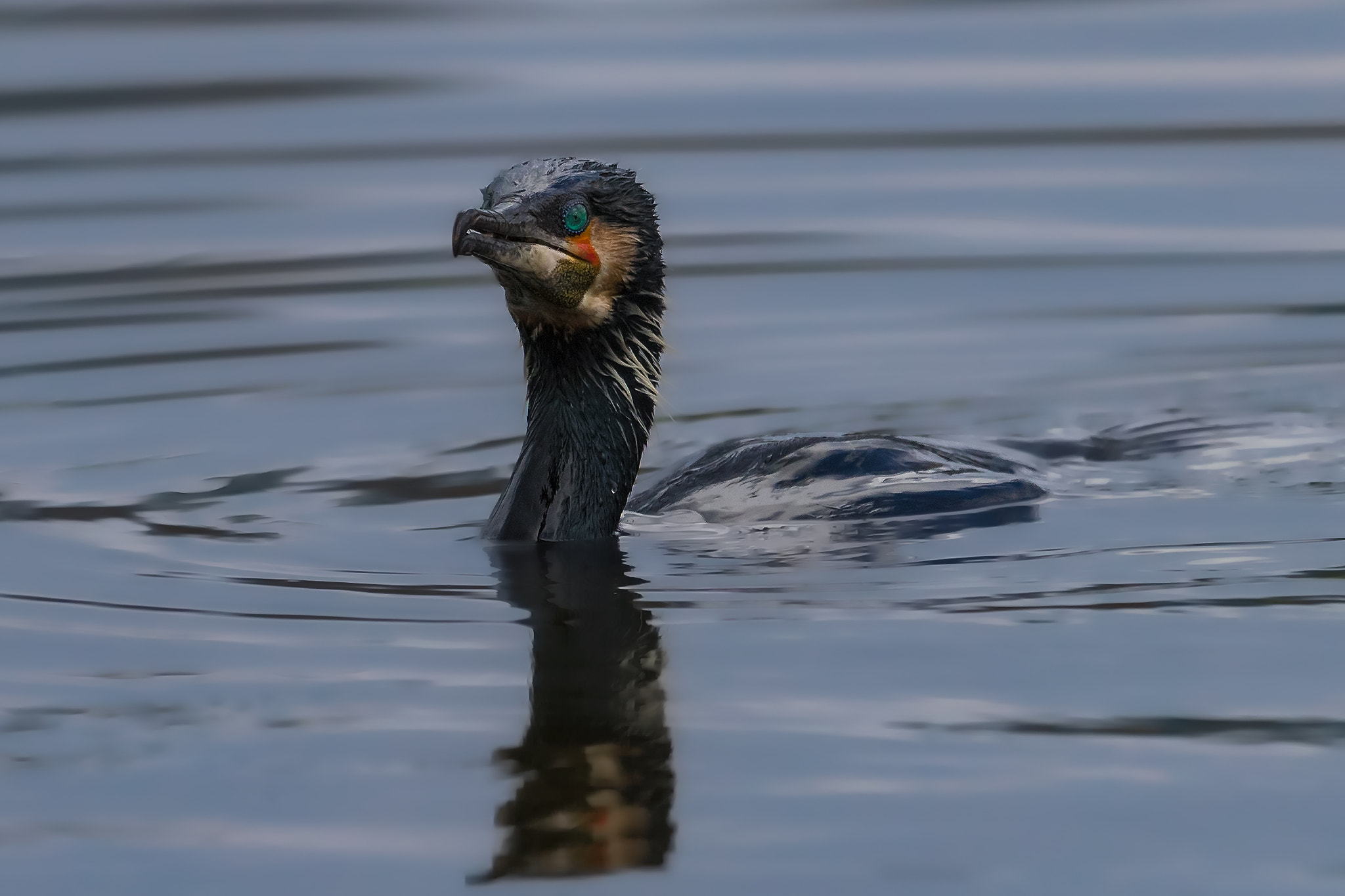 Canon EF 400mm F2.8L IS II USM sample photo. Cormorant photography