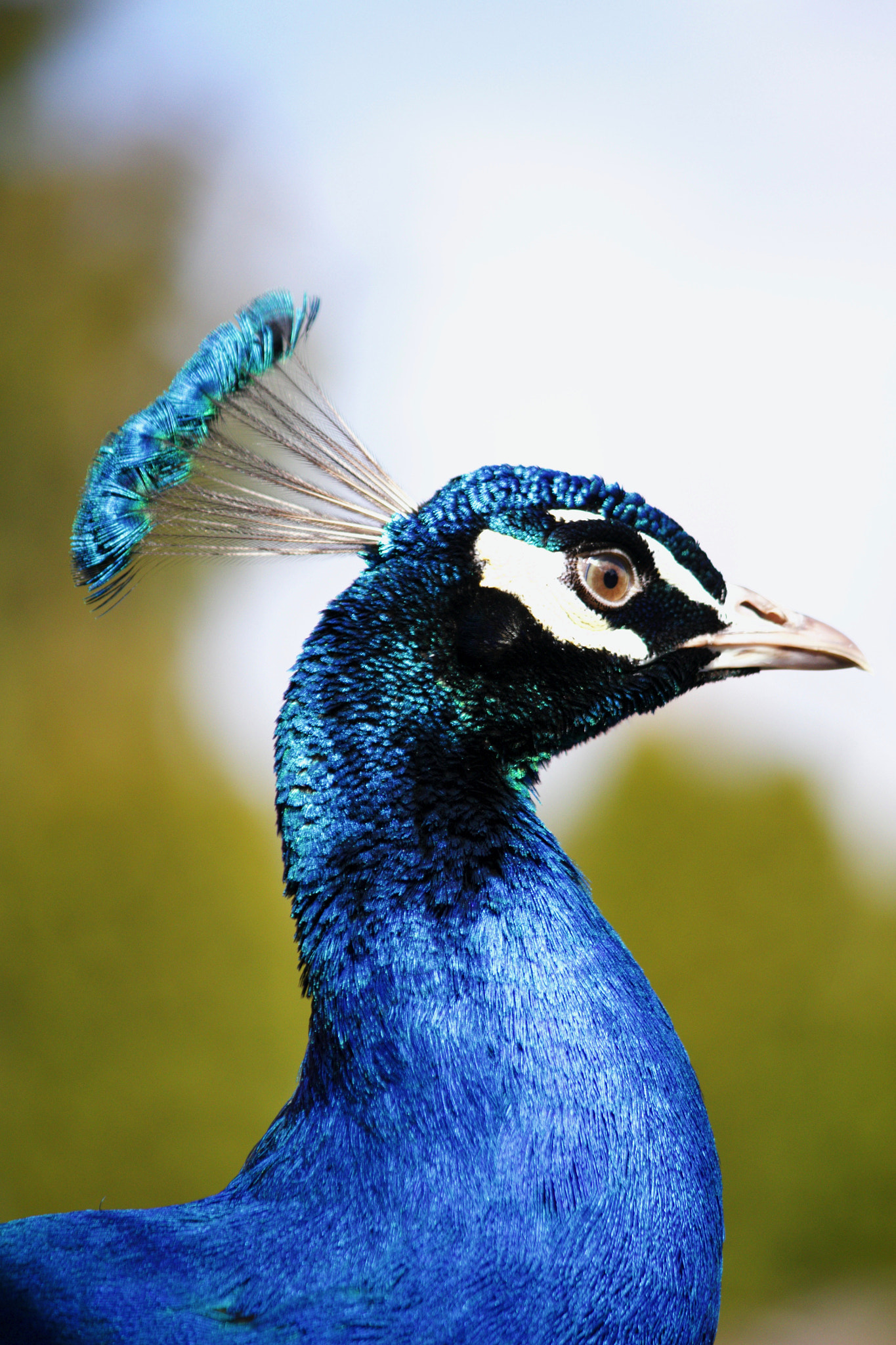 Canon EF-S 55-250mm F4-5.6 IS II sample photo. Pea fowl photography