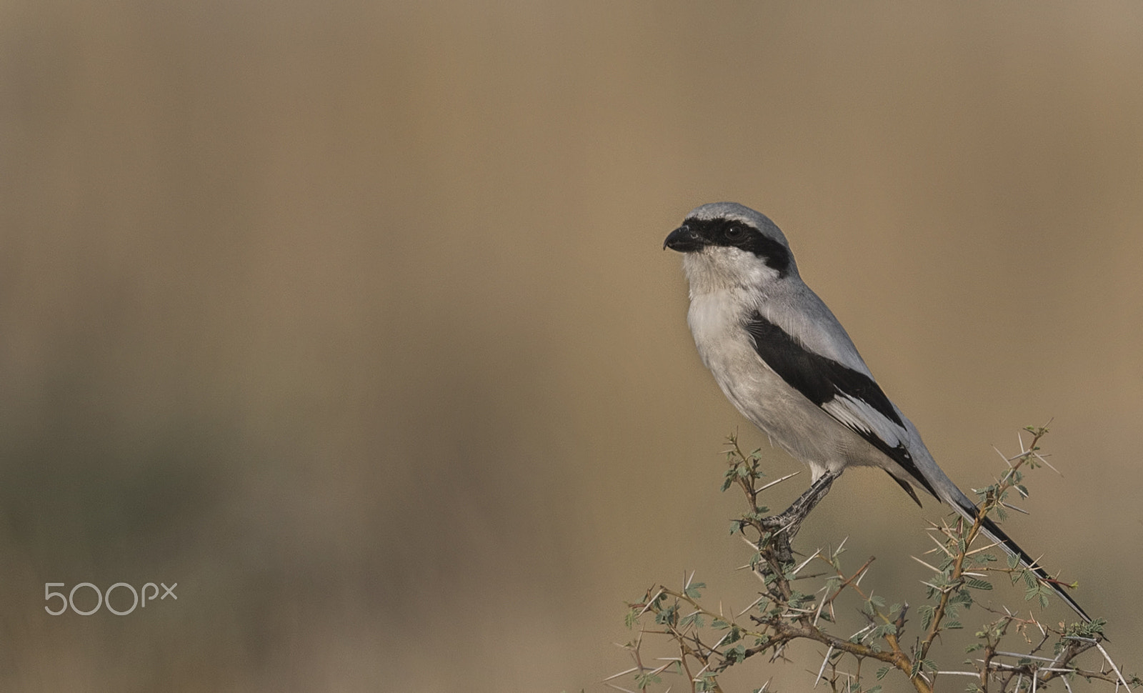 Nikon D750 sample photo. Southern grey shrike photography