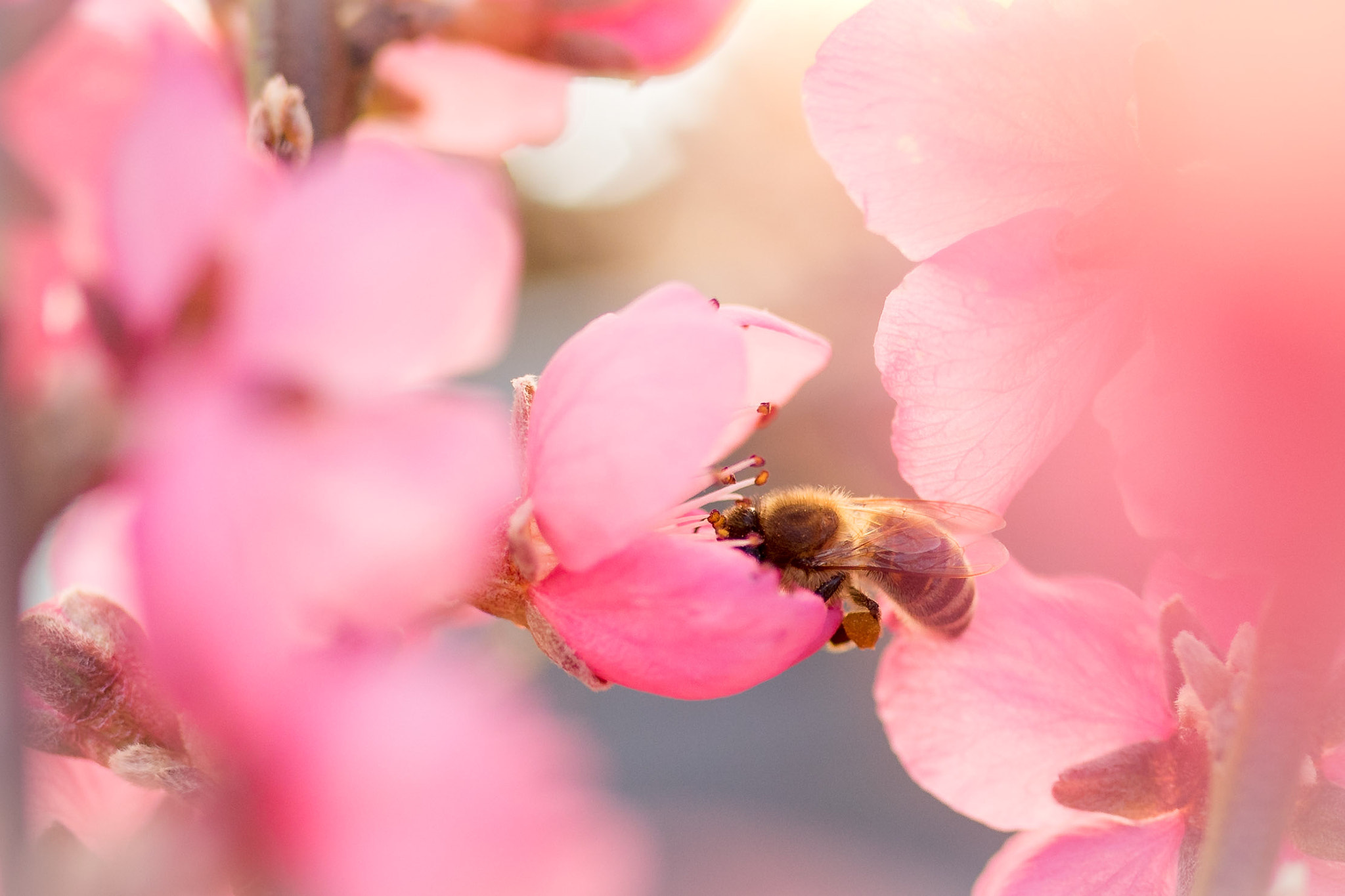 Sigma 35mm F1.4 DG HSM Art sample photo. Blossom pause photography