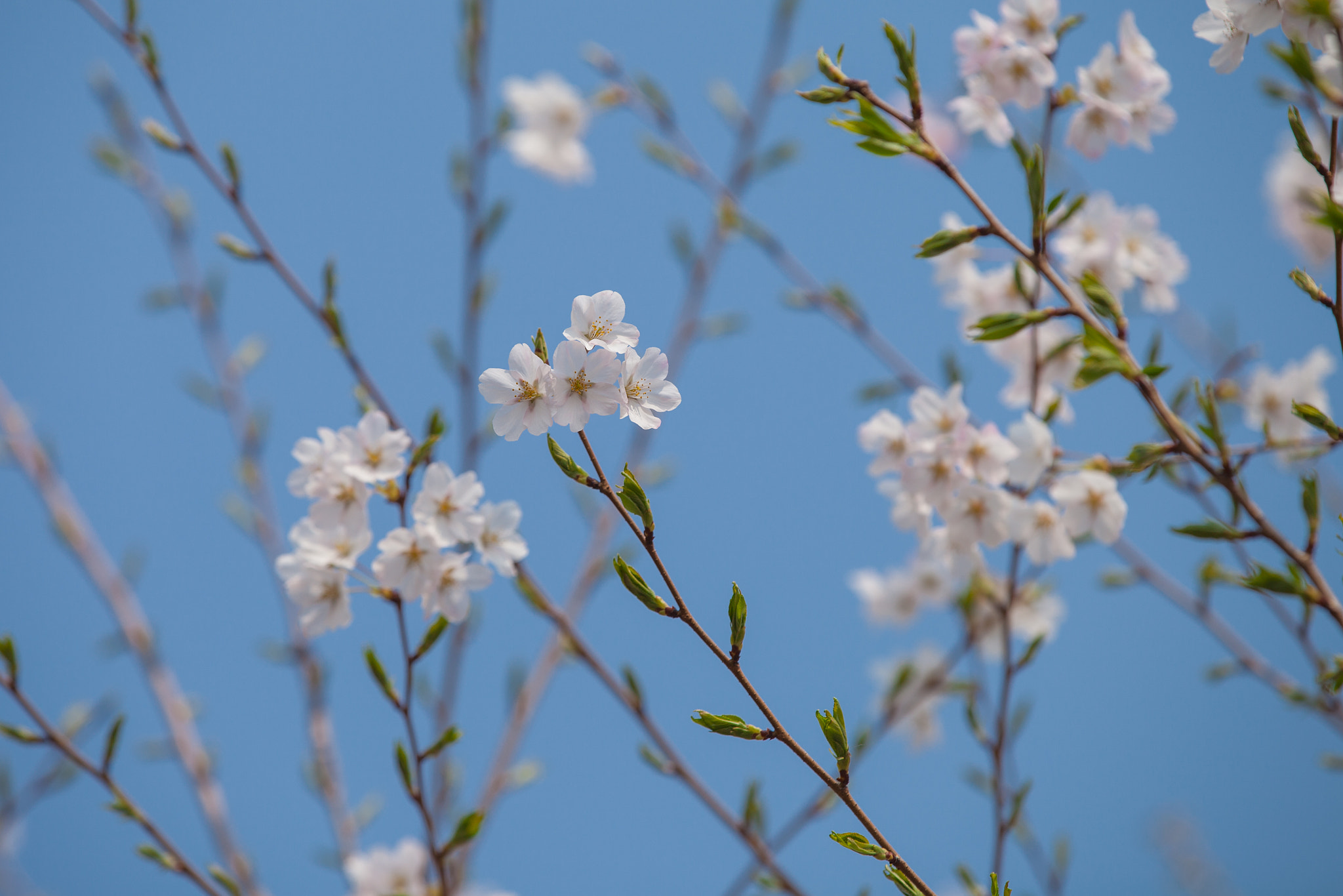 Canon EF 70-200mm F2.8L IS II USM sample photo