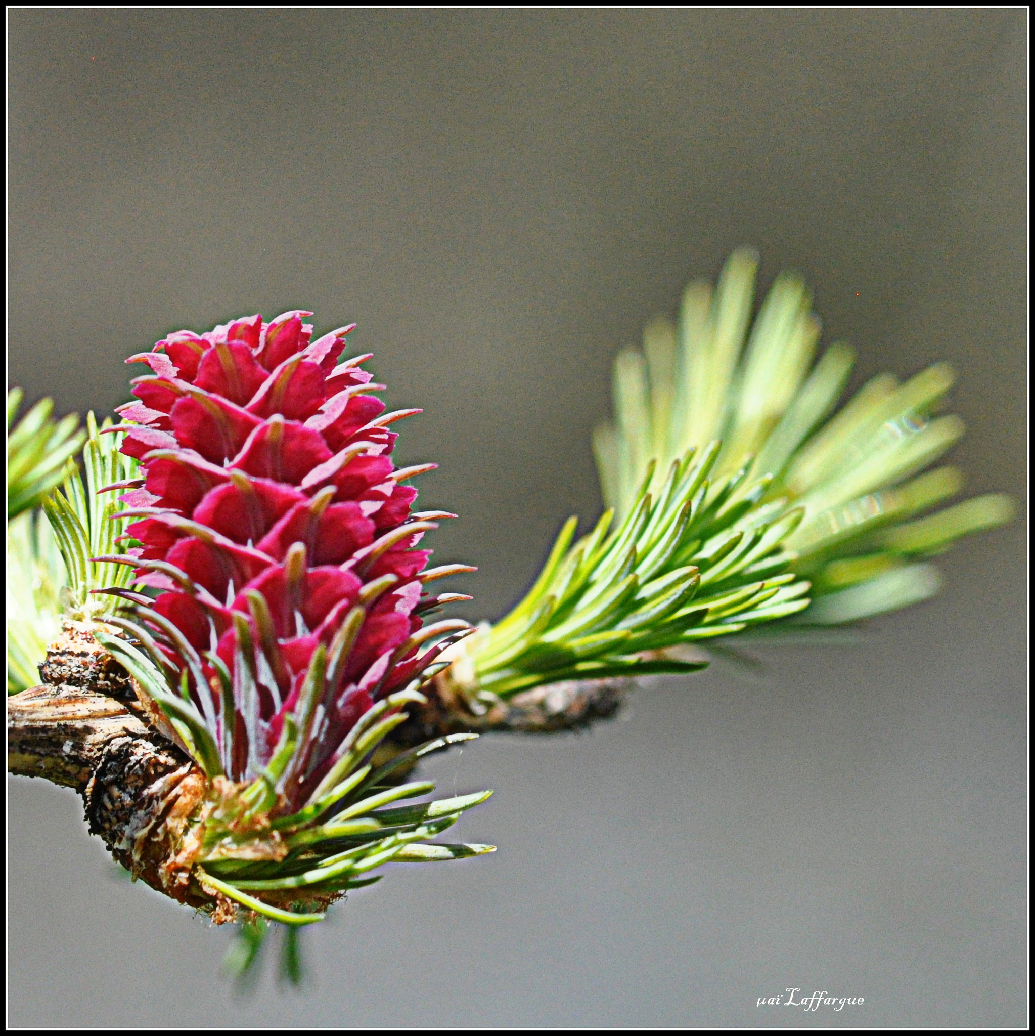 Nikon AF-S Micro-Nikkor 105mm F2.8G IF-ED VR sample photo. Dsc fleur de mélèze photography