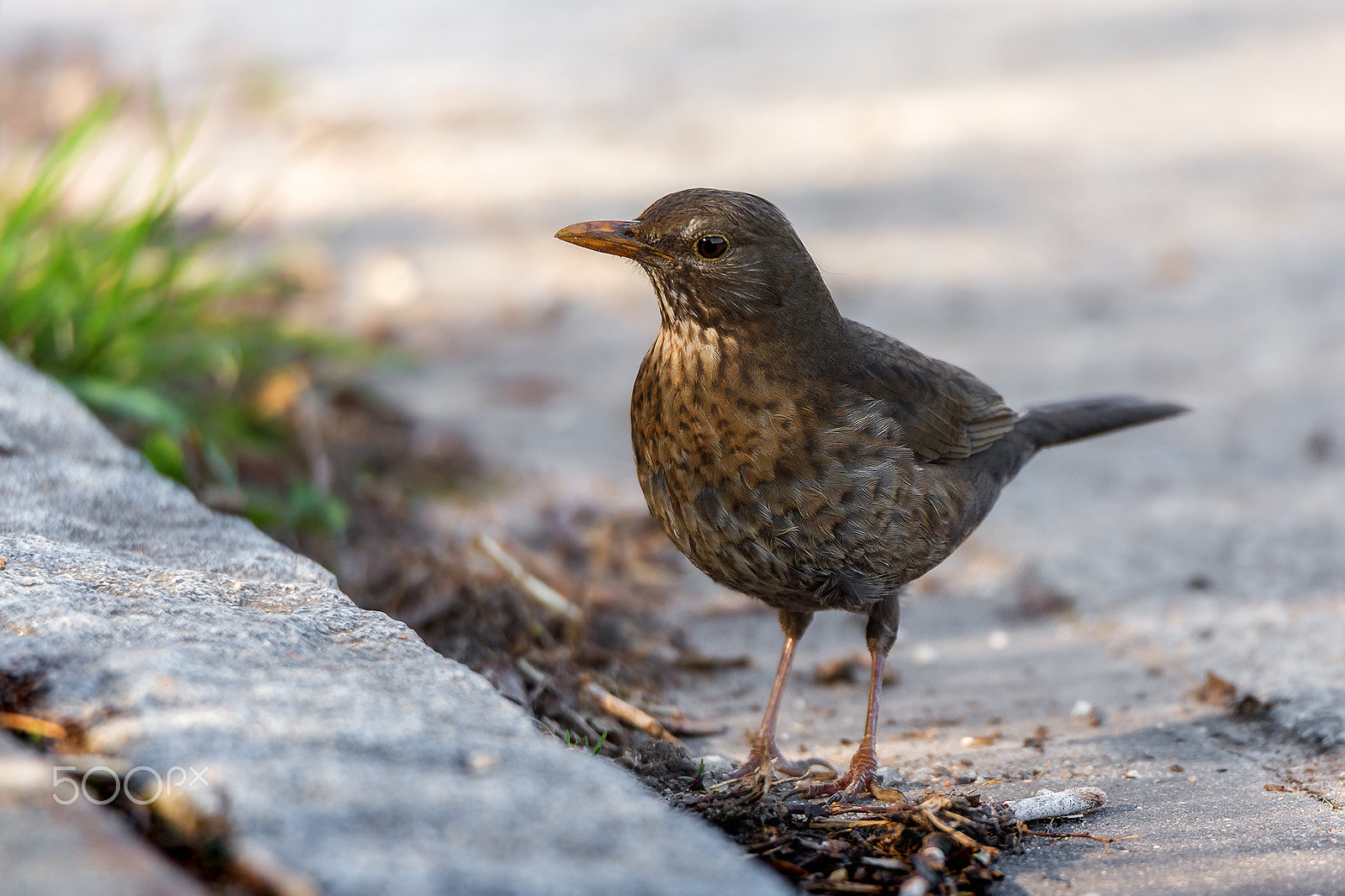 Tamron SP 150-600mm F5-6.3 Di VC USD sample photo. Street walker photography