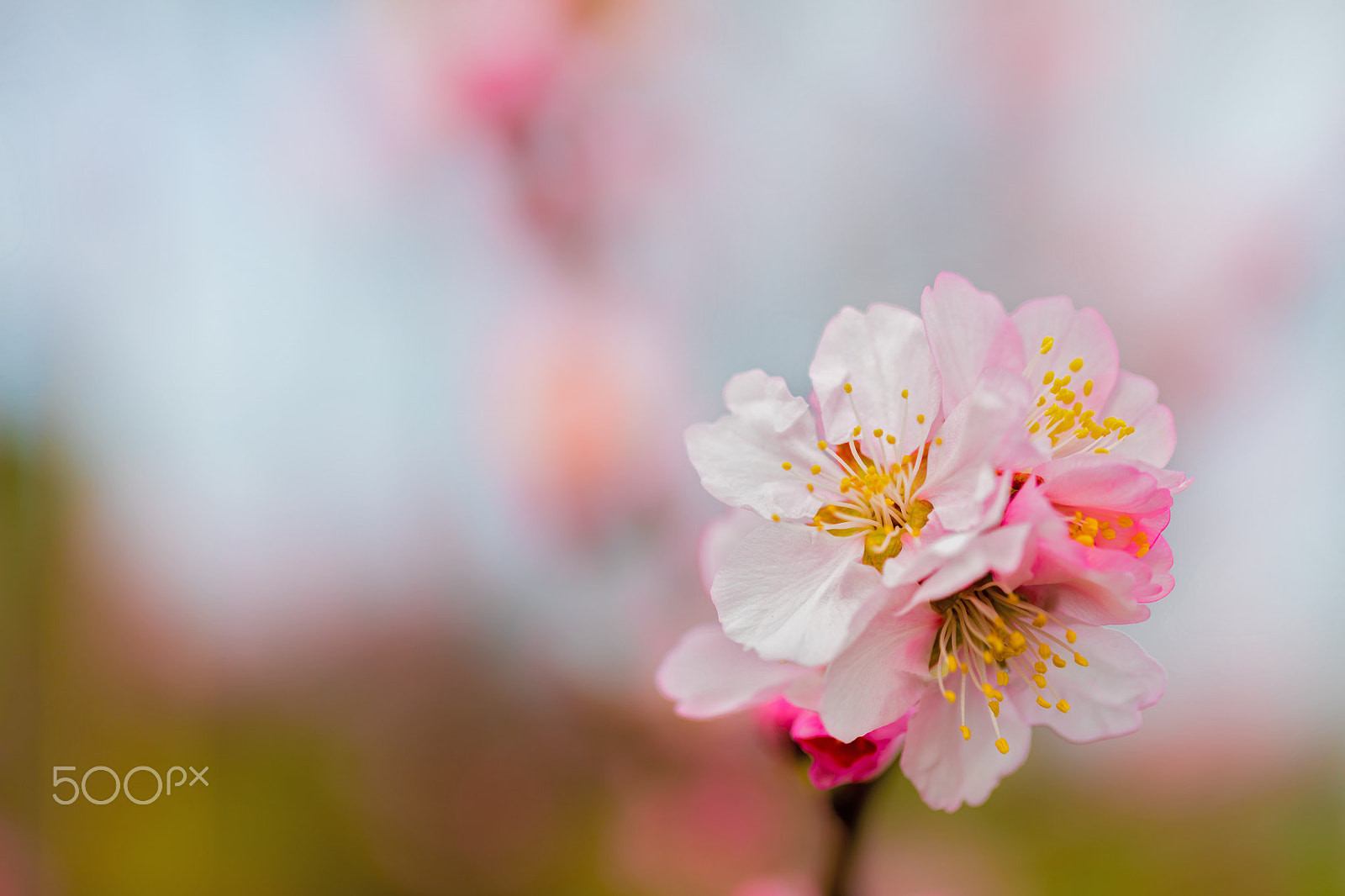 Canon EF 100mm F2.8L Macro IS USM sample photo. Almond blossom photography