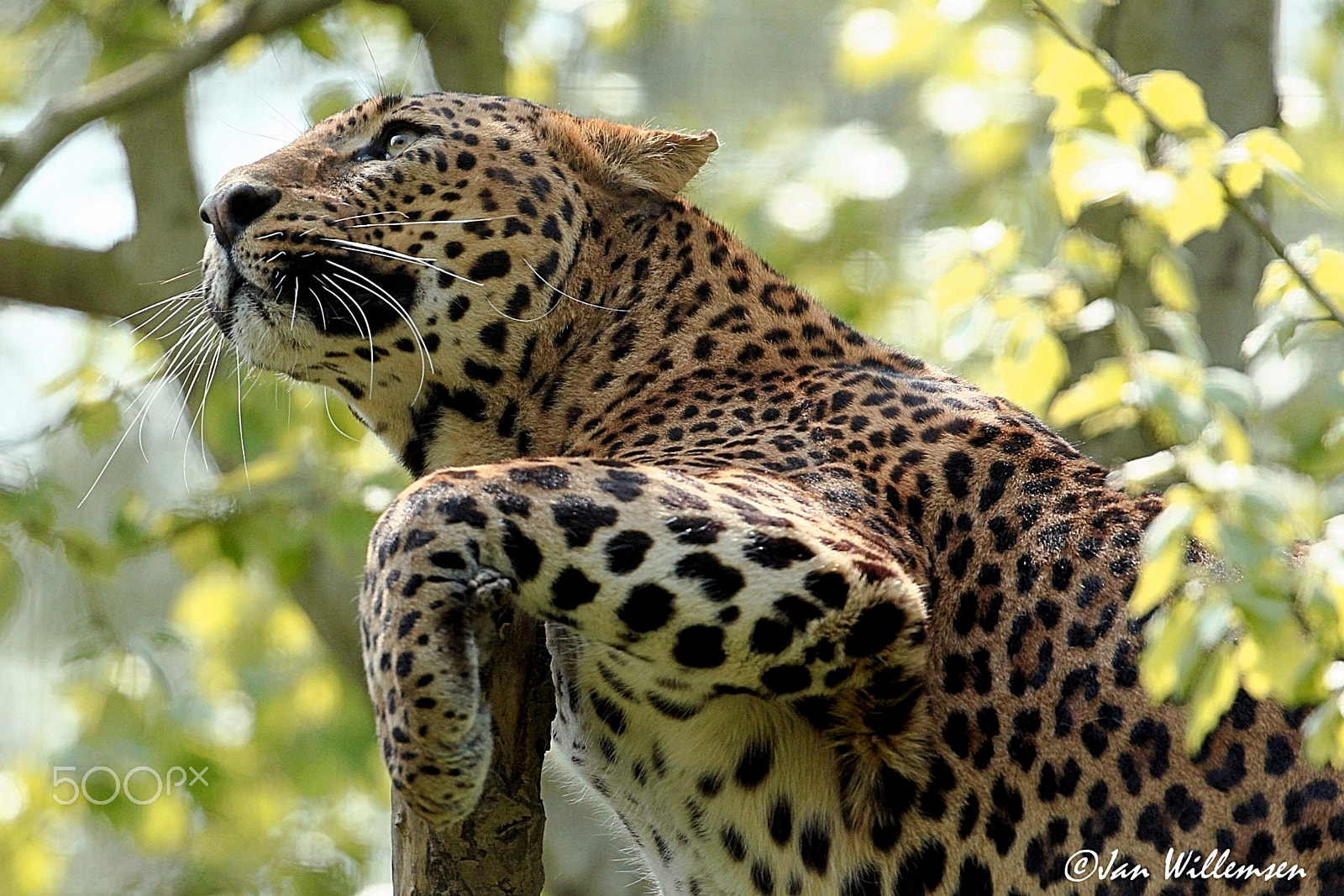 Canon EF 300mm F2.8L IS II USM sample photo. Sri lankan leopard photography