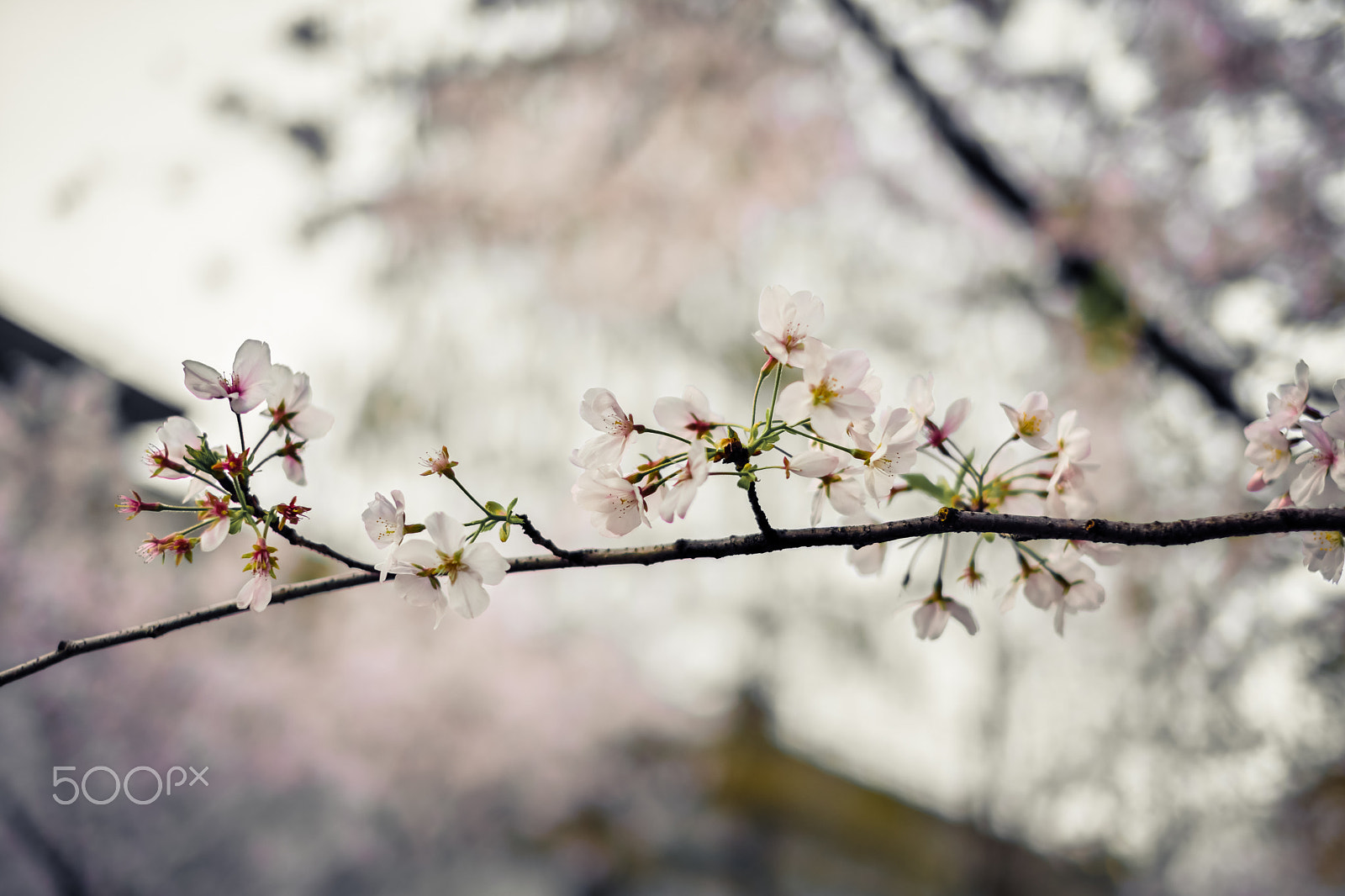 Fujifilm X-Pro2 sample photo. Cherry blossoms at dusk photography