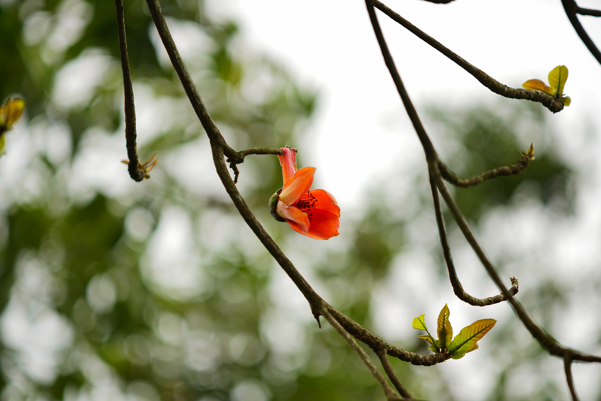 Minolta/Sony AF 70-200mm F2.8 G sample photo. Dsc photography