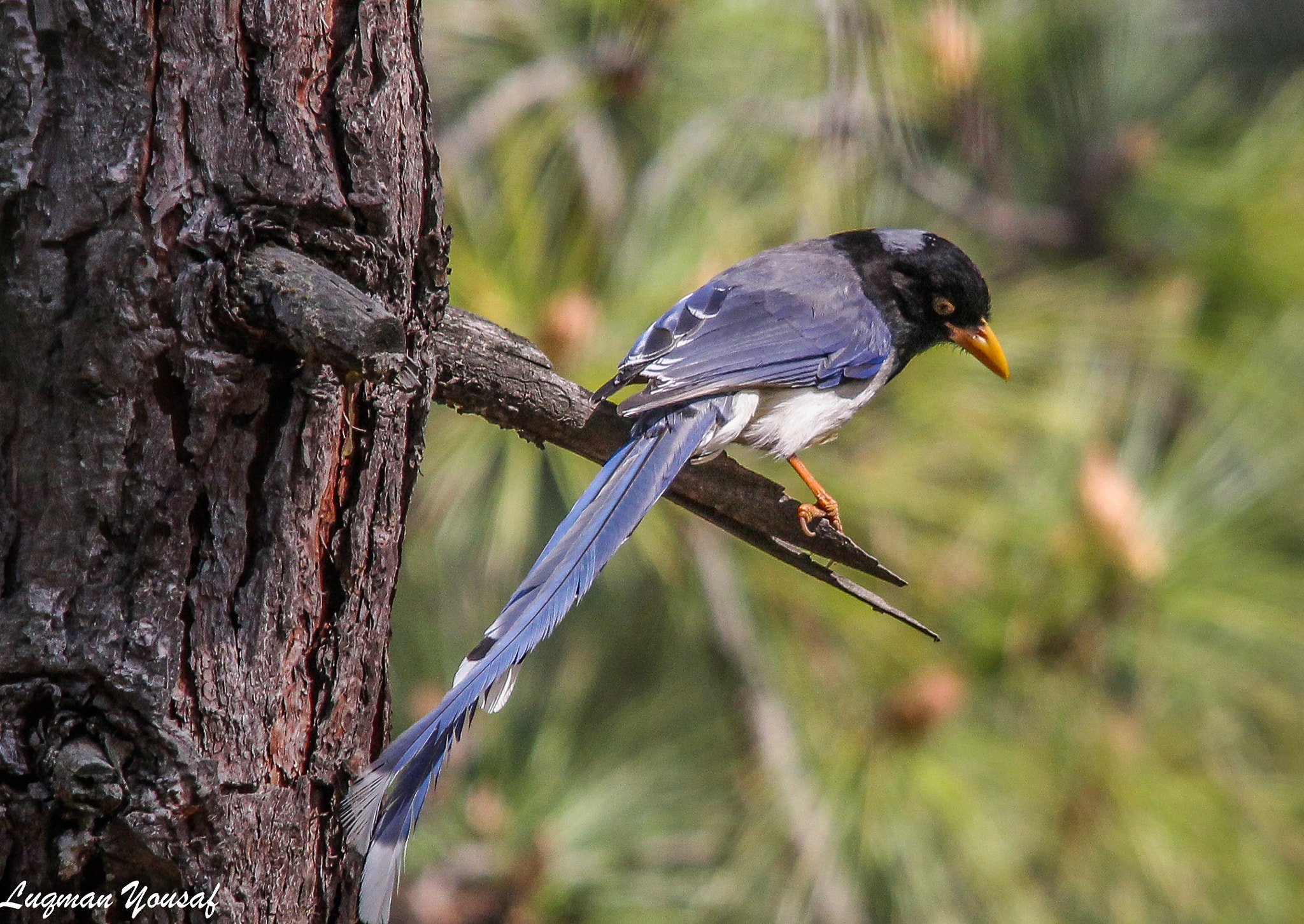 Canon EOS 1200D (EOS Rebel T5 / EOS Kiss X70 / EOS Hi) + Sigma 150-500mm F5-6.3 DG OS HSM sample photo. Yellow-billed blue magpie photography