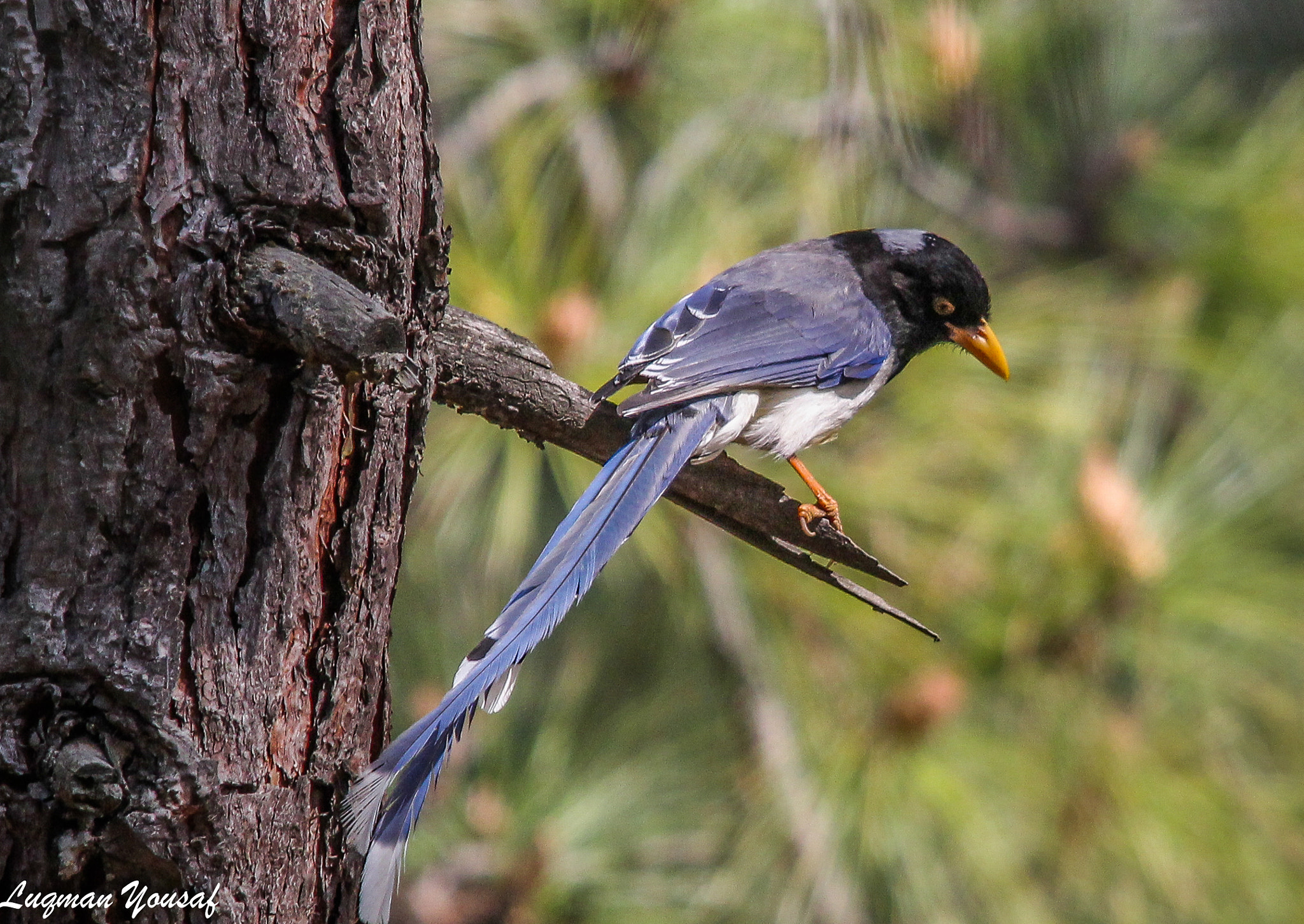 Sigma 150-500mm F5-6.3 DG OS HSM sample photo. Yellow-billed blue magpie photography