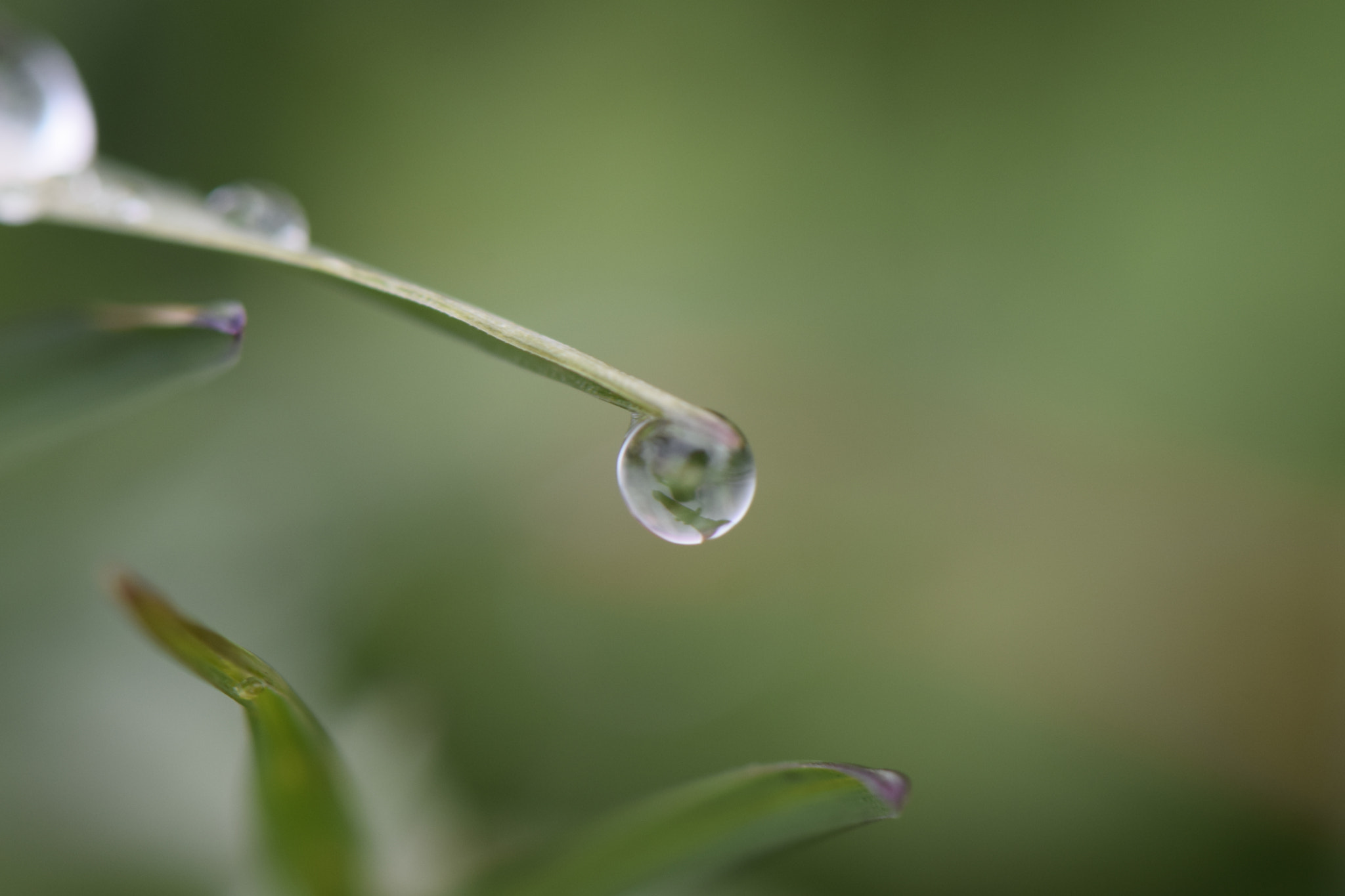 Nikon AF-S Micro-Nikkor 105mm F2.8G IF-ED VR sample photo. Water drop photography