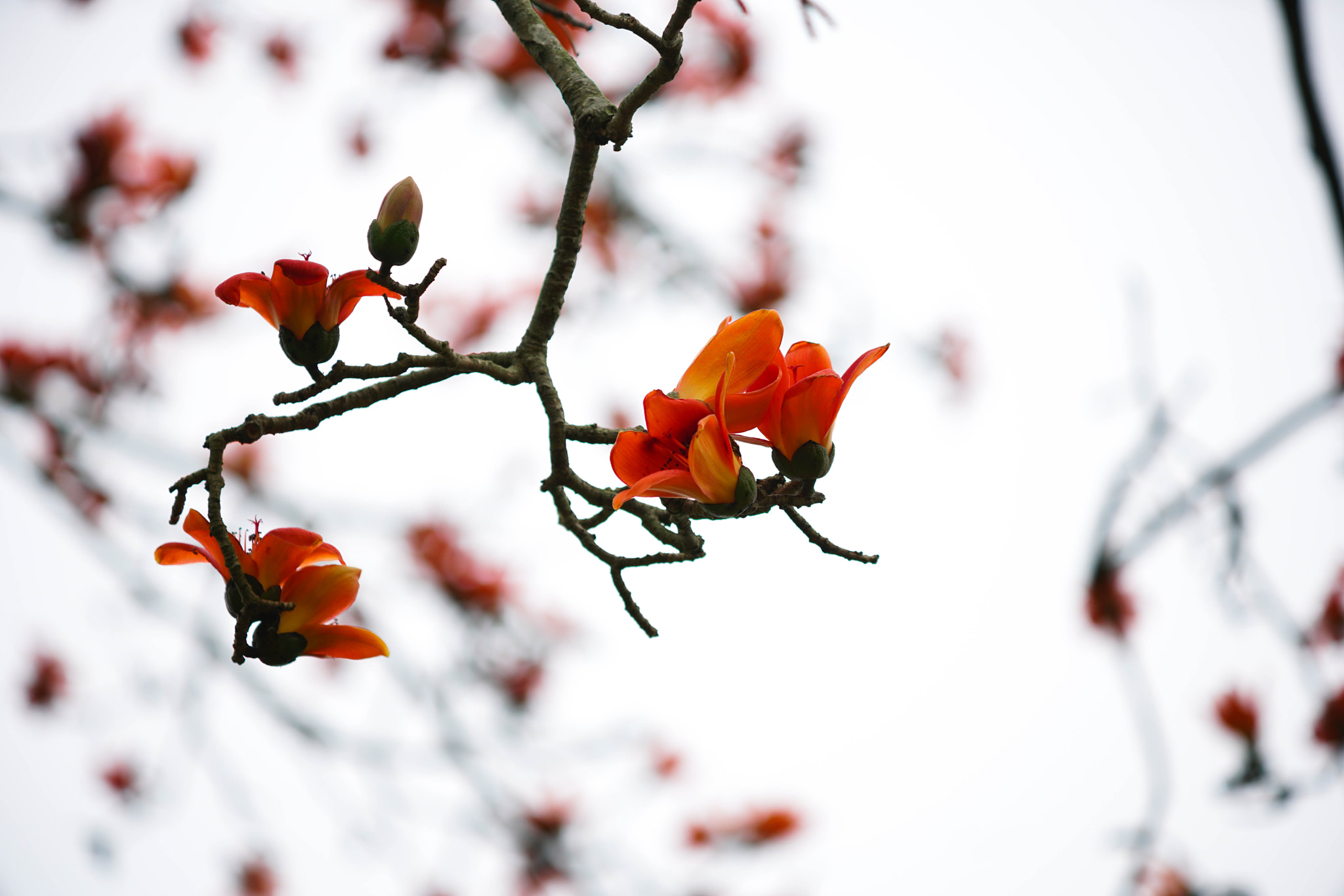 Minolta/Sony AF 70-200mm F2.8 G sample photo. Dsc photography